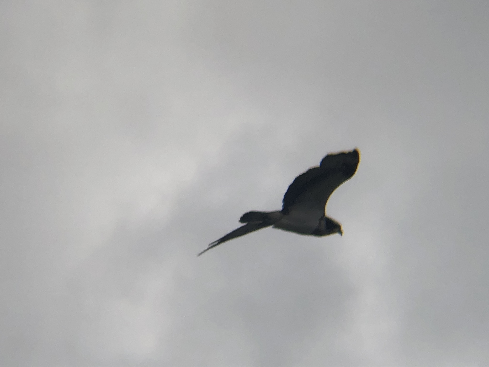 ミサゴ 高松市牟礼町 原 海岸 3月