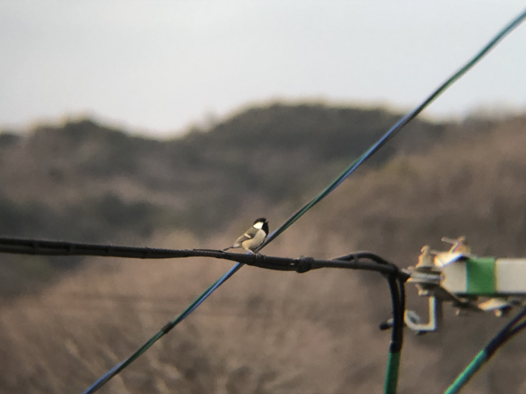 シジュウカラ 高松市牟礼町 2026年3月