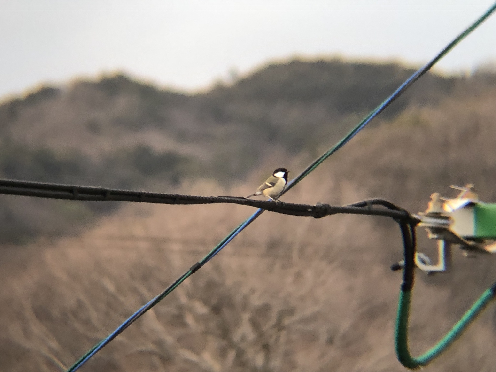 シジュウカラ 高松市牟礼町 2026年3月