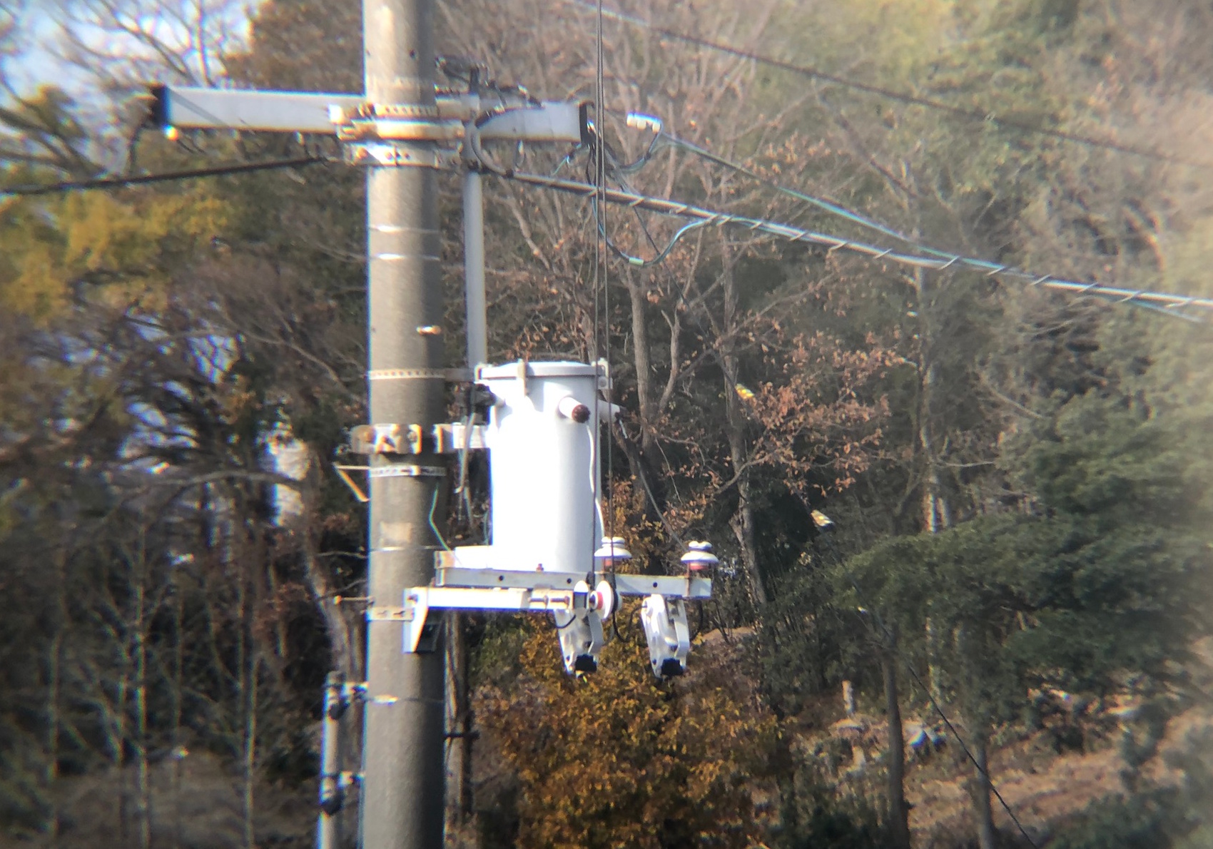 マヒワ 高松市牟礼町 12月撮影