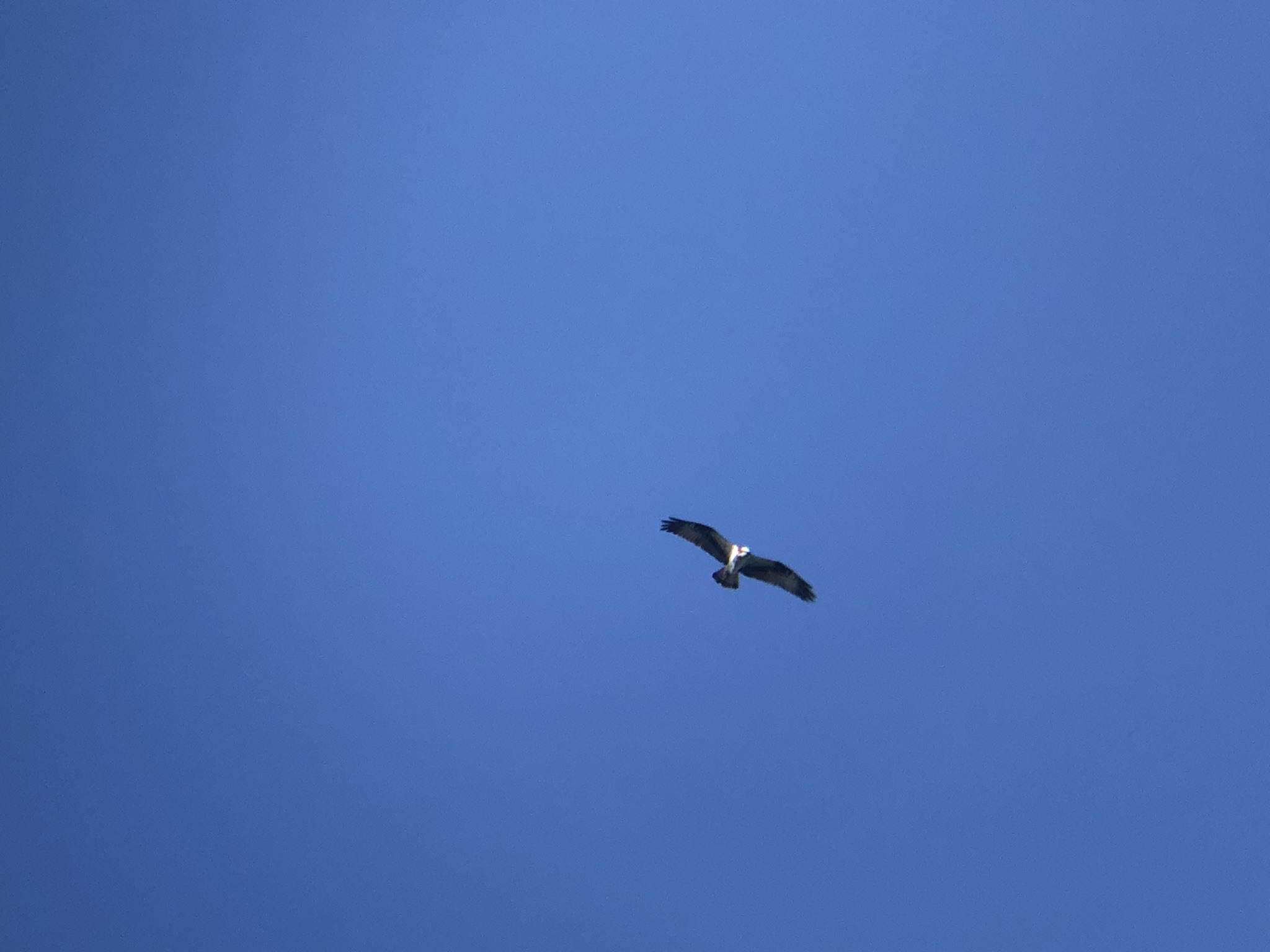 ミサゴ 高松市牟礼町 八栗河口3月