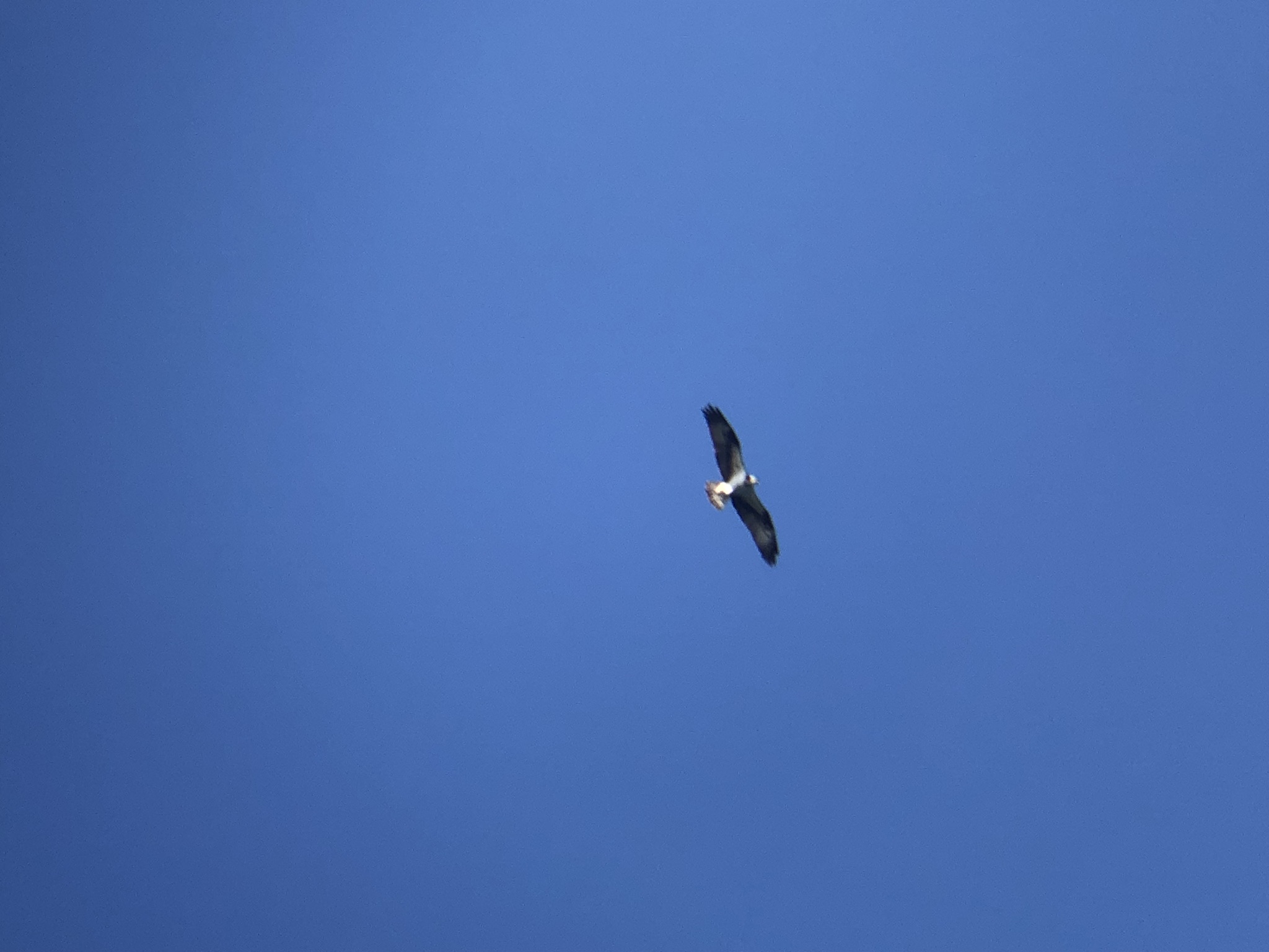 ミサゴ 高松市牟礼町 八栗河口3月