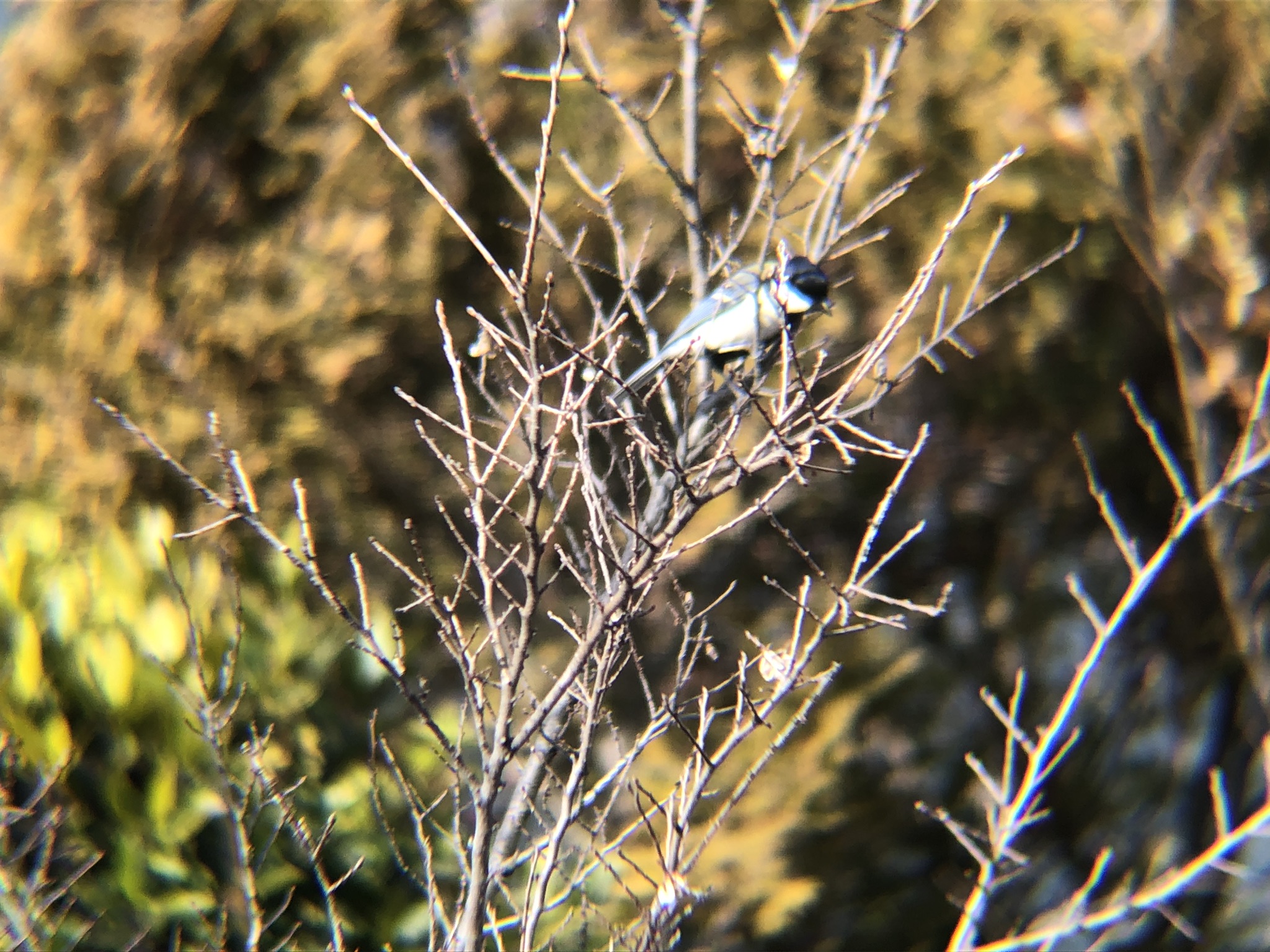 シジュウカラ 高松市牟礼町 2026年3月