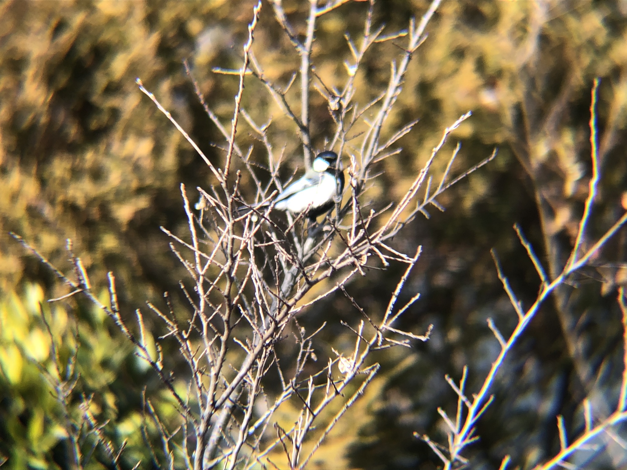 シジュウカラ 高松市牟礼町 2026年3月