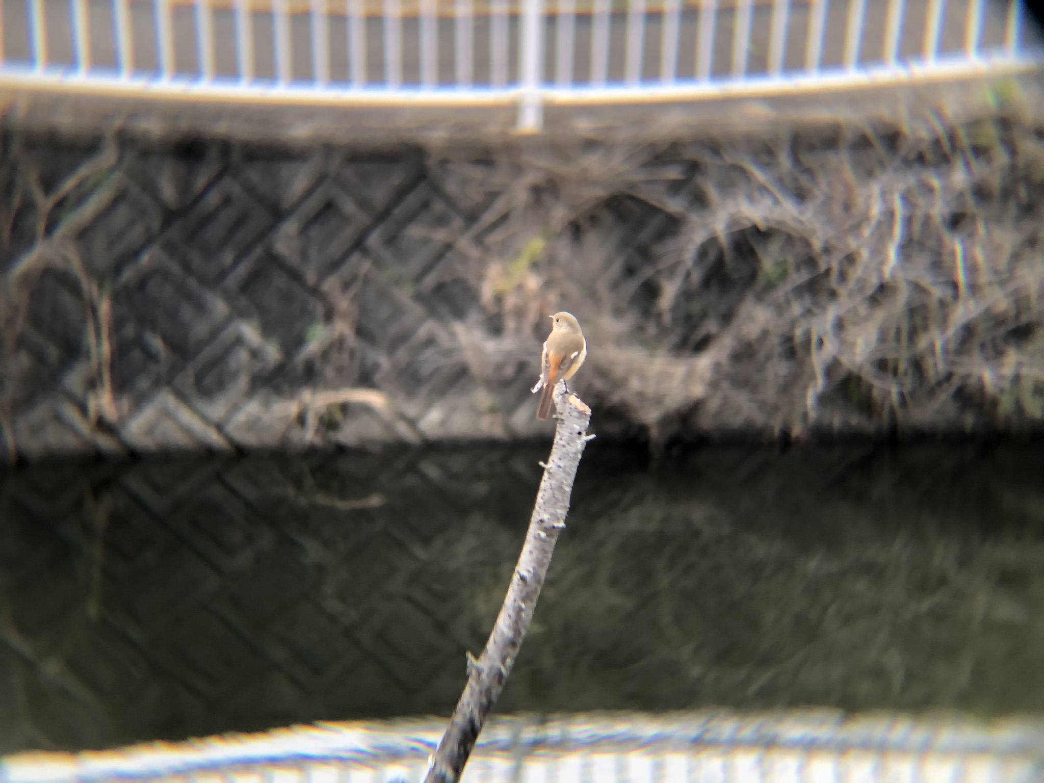 ジョウビタキのメス3月