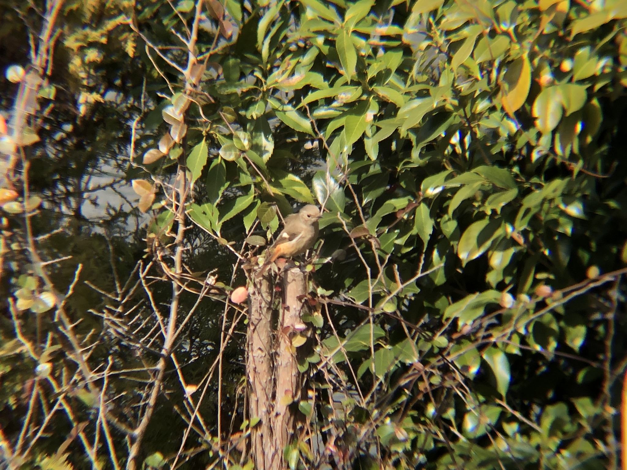 ジョウビタキのメス3月
