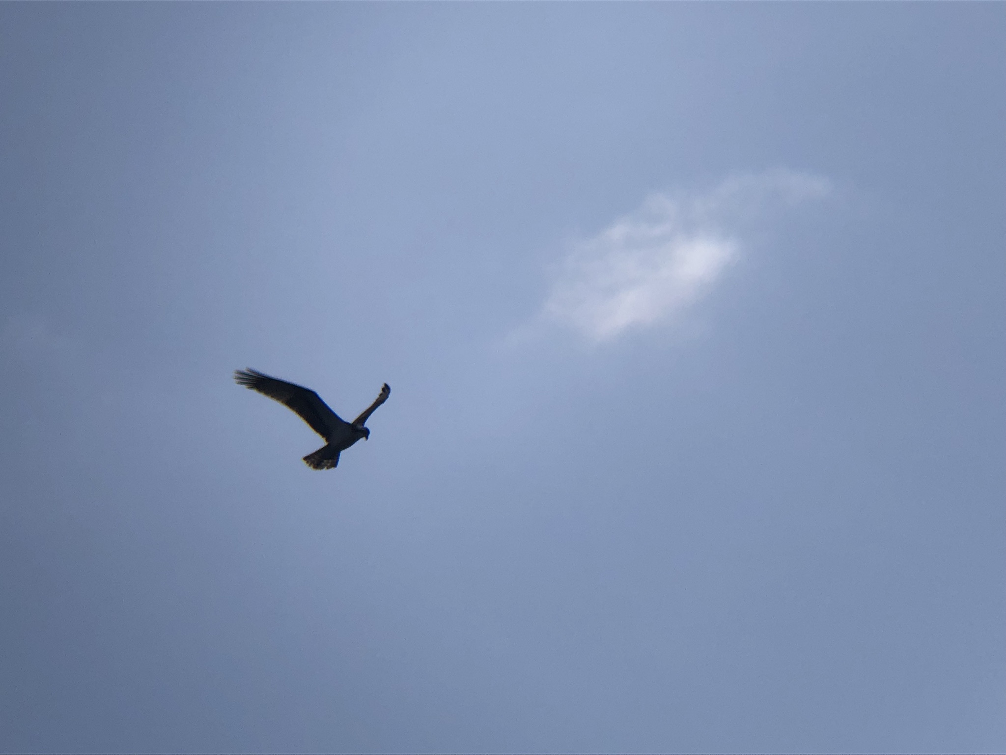ミサゴ 高松市牟礼町 八栗河口3月
