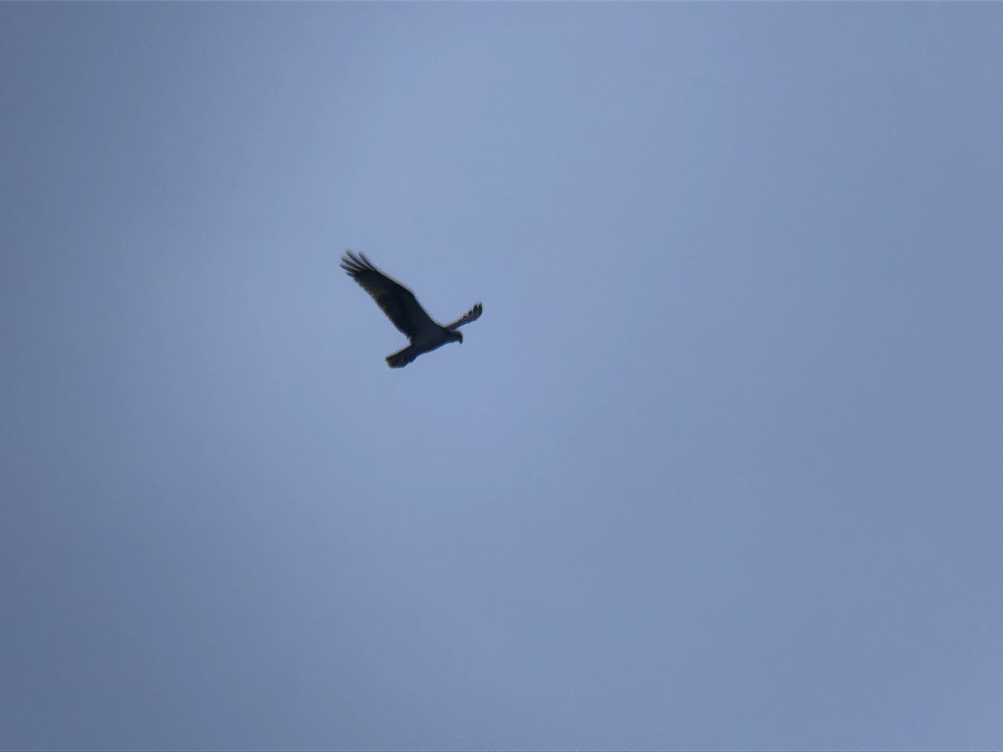 ミサゴ 高松市牟礼町 八栗河口3月