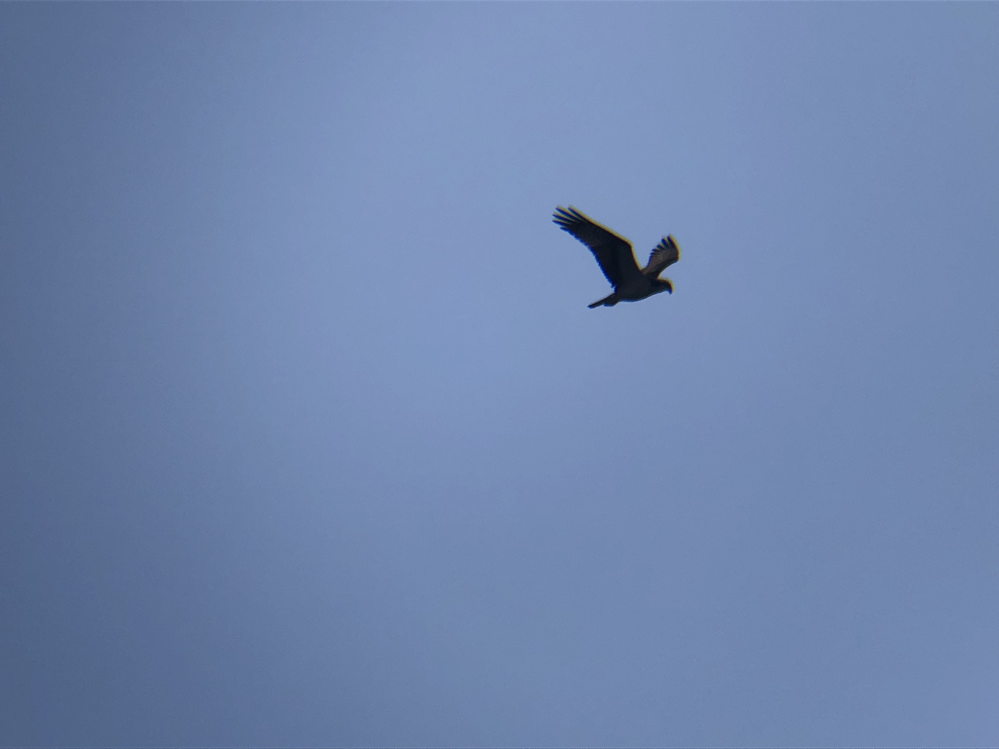 ミサゴ 高松市牟礼町 八栗河口3月