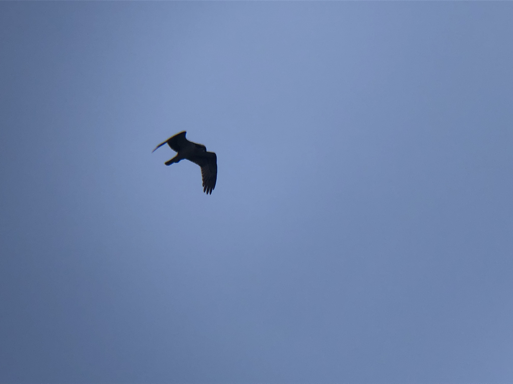 ミサゴ 高松市牟礼町 八栗河口3月