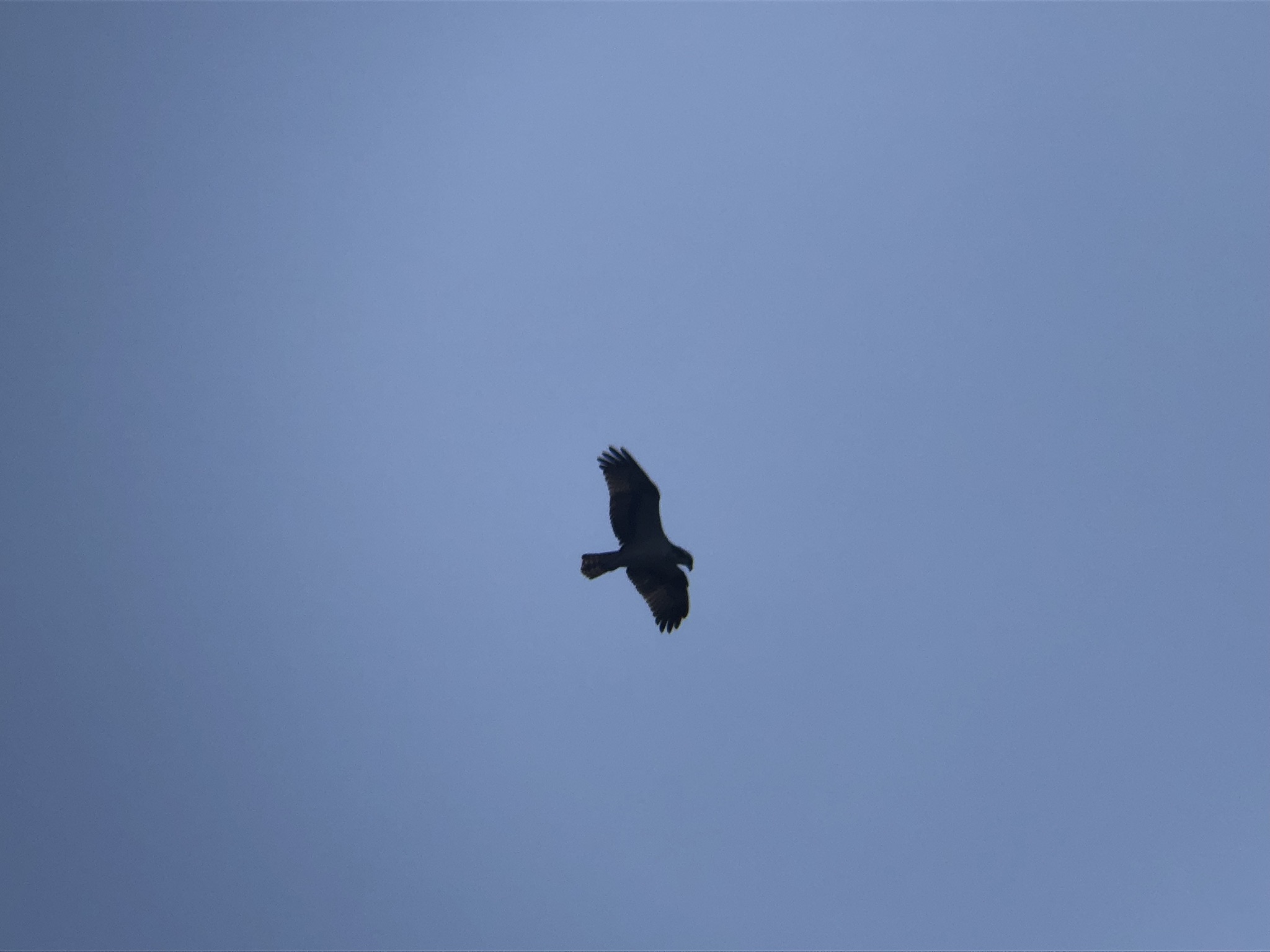 ミサゴ 高松市牟礼町 八栗河口3月