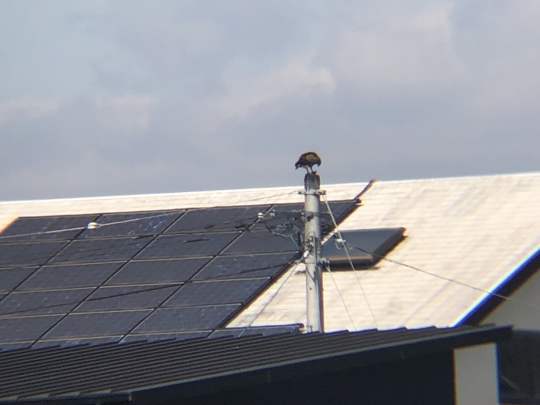 ミサゴお食事中 高松市牟礼町 八栗河口3月