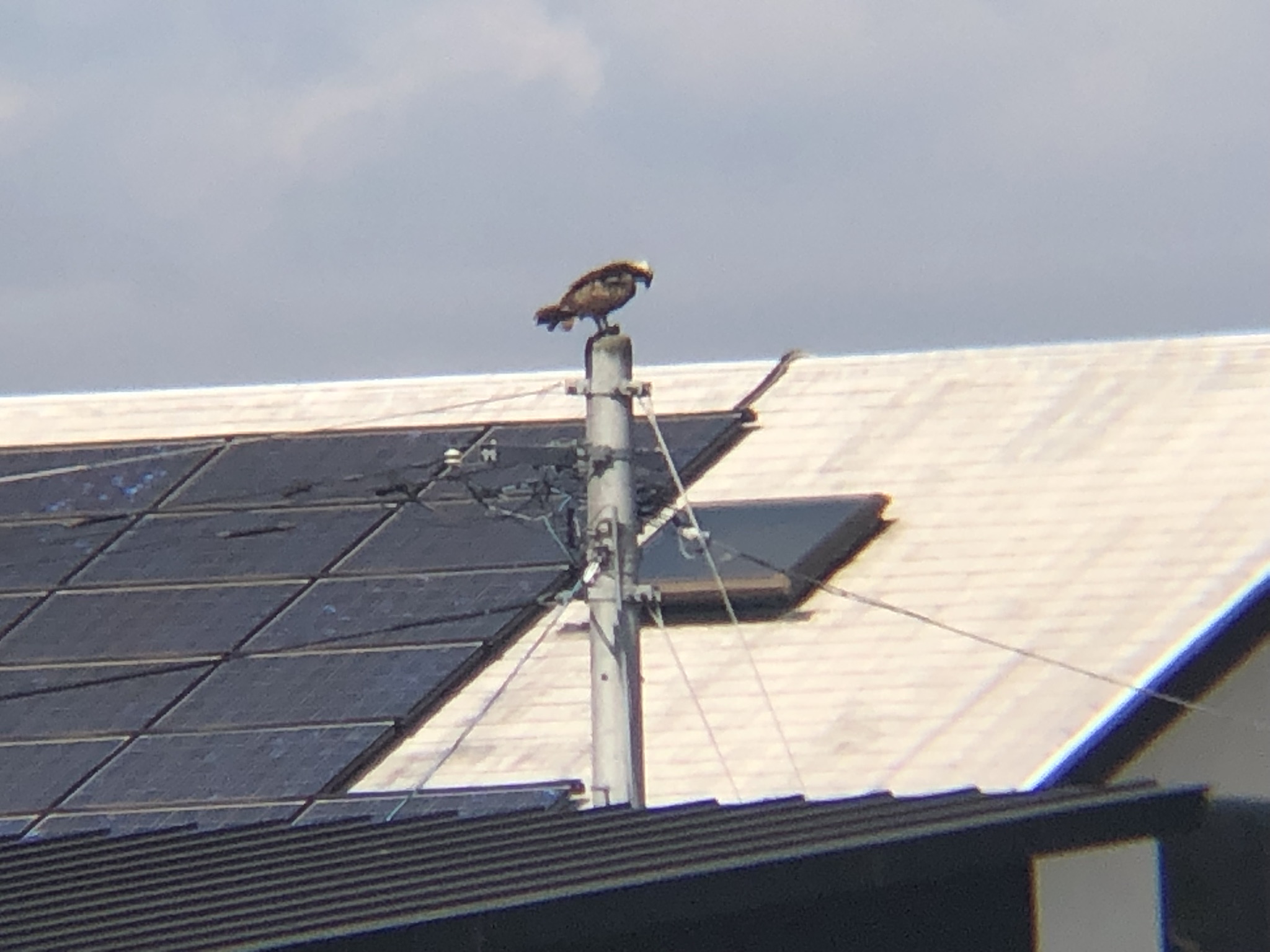 ミサゴお食事中 高松市牟礼町 八栗河口3月