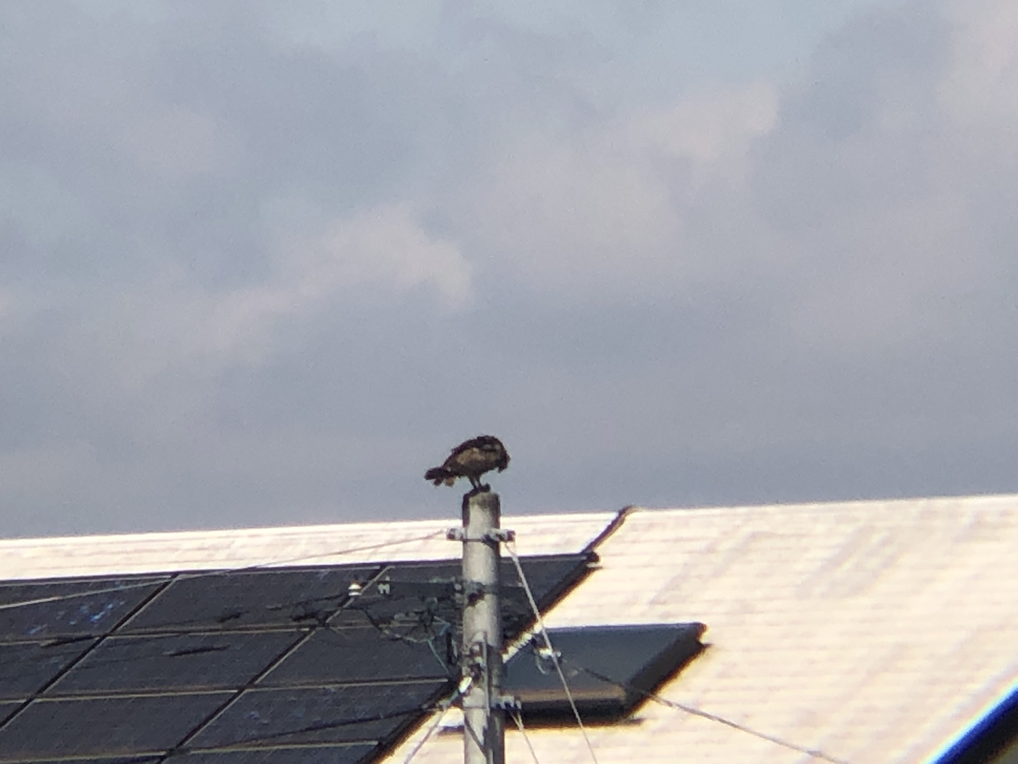 ミサゴお食事中 高松市牟礼町 八栗河口3月