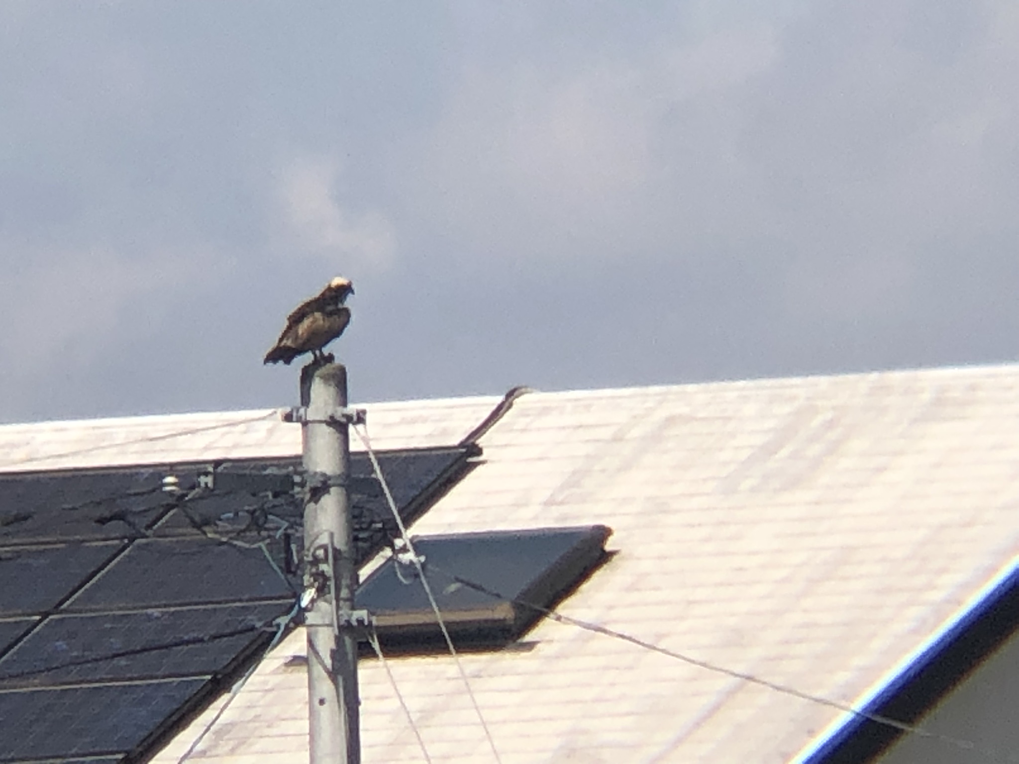 ミサゴお食事中 高松市牟礼町 八栗河口3月