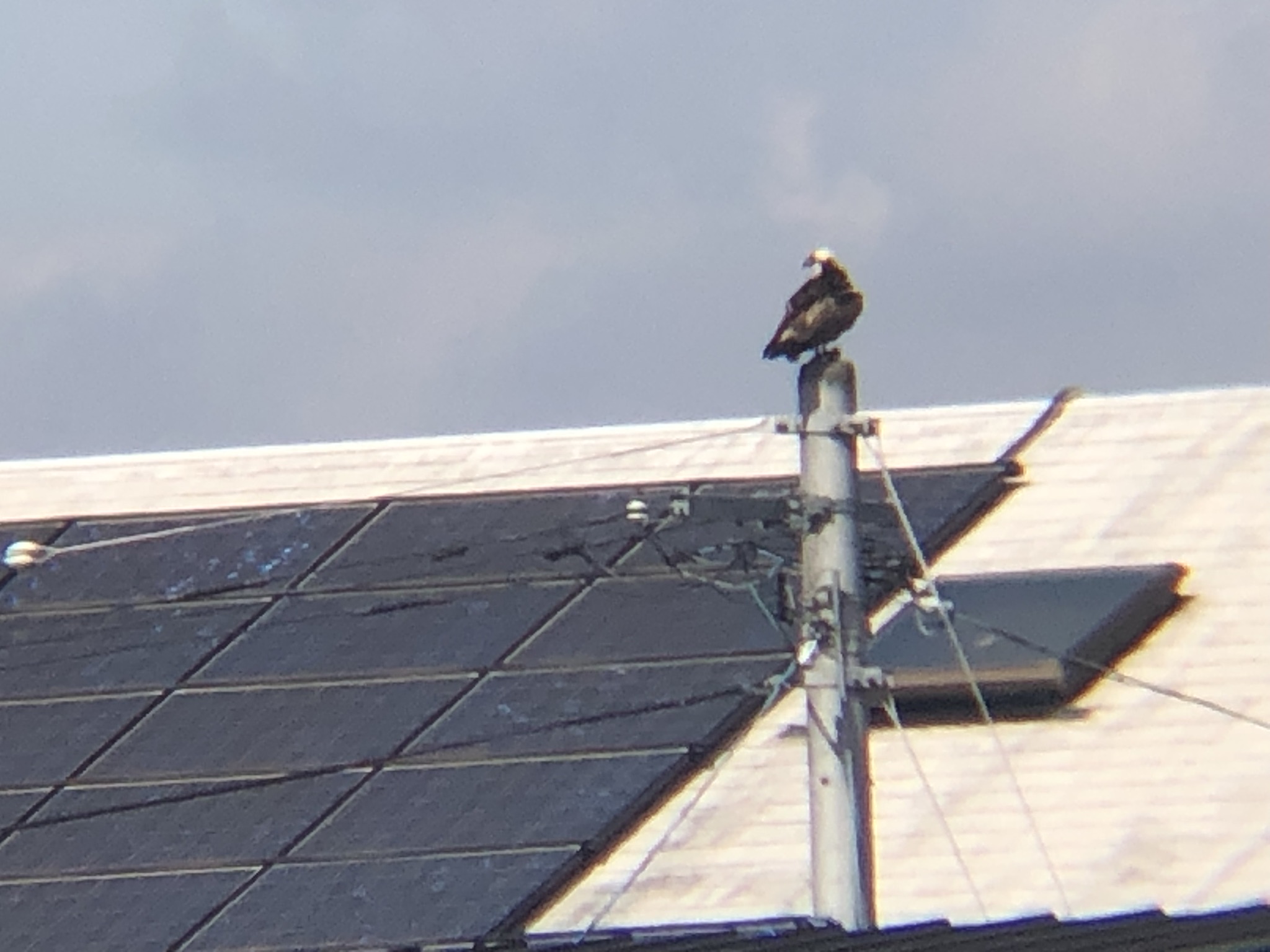 ミサゴお食事中 高松市牟礼町 八栗河口3月