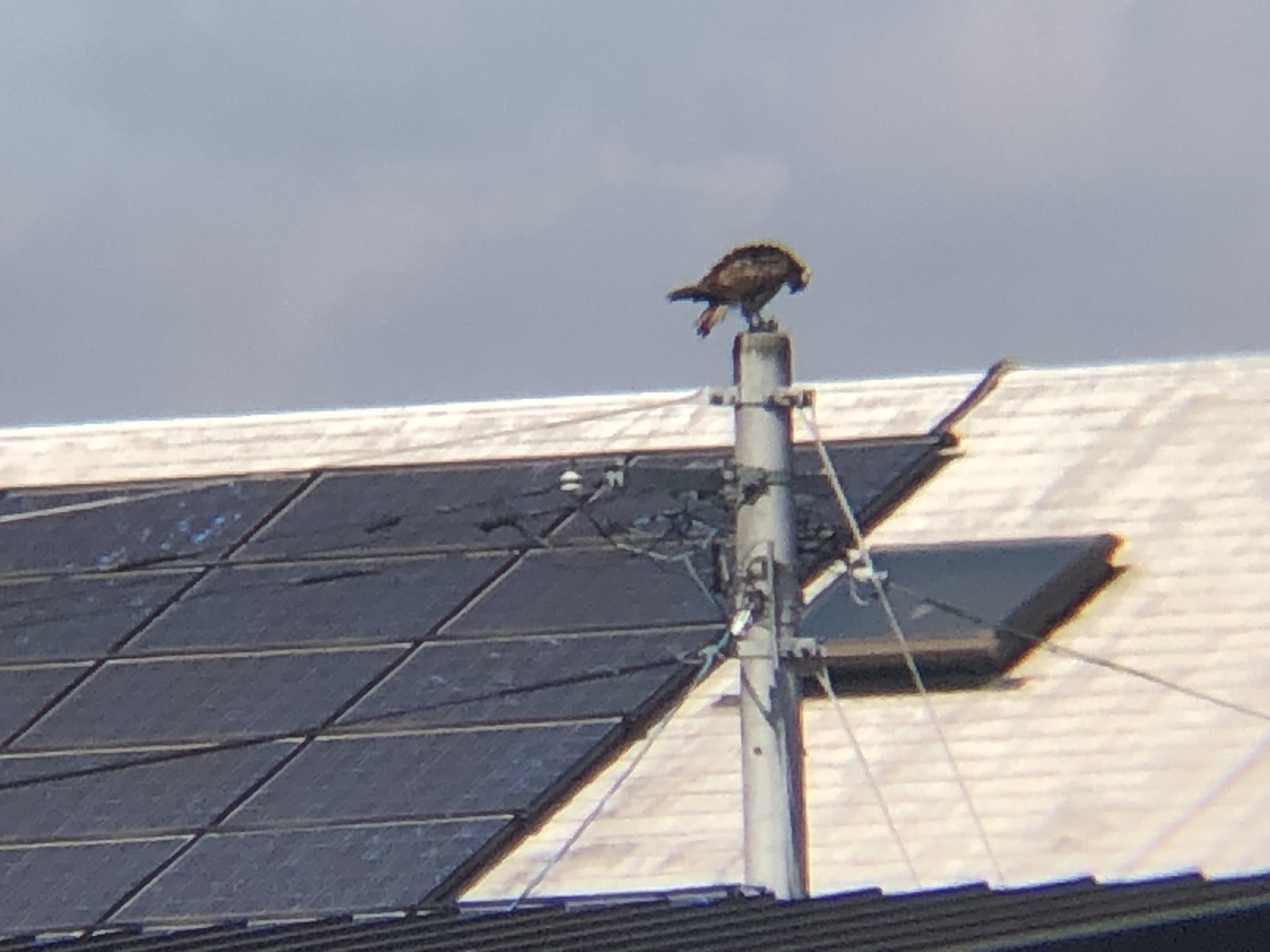 ミサゴお食事中 高松市牟礼町 八栗河口3月