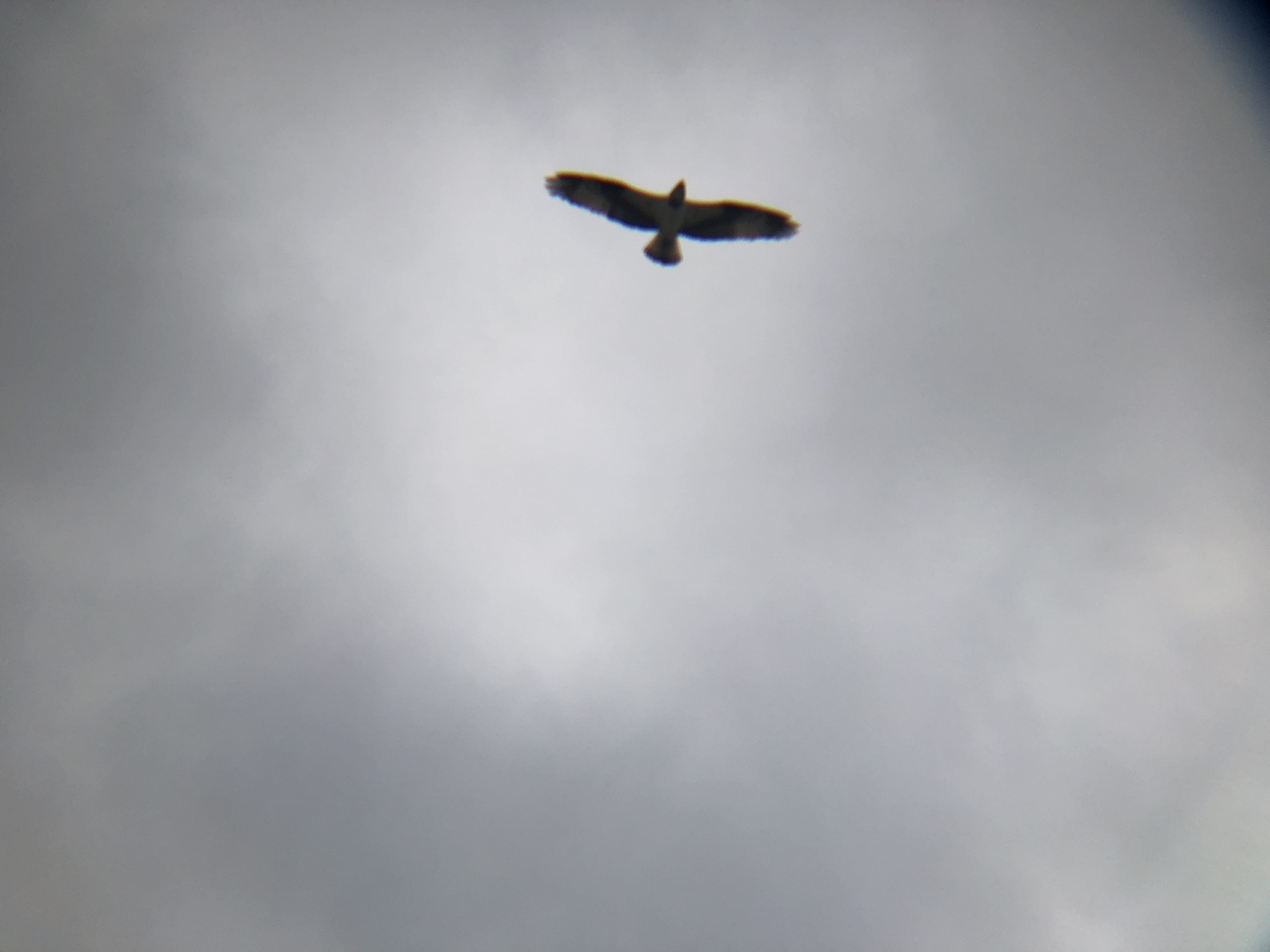 ミサゴ 高松市牟礼町 原 海岸 3月