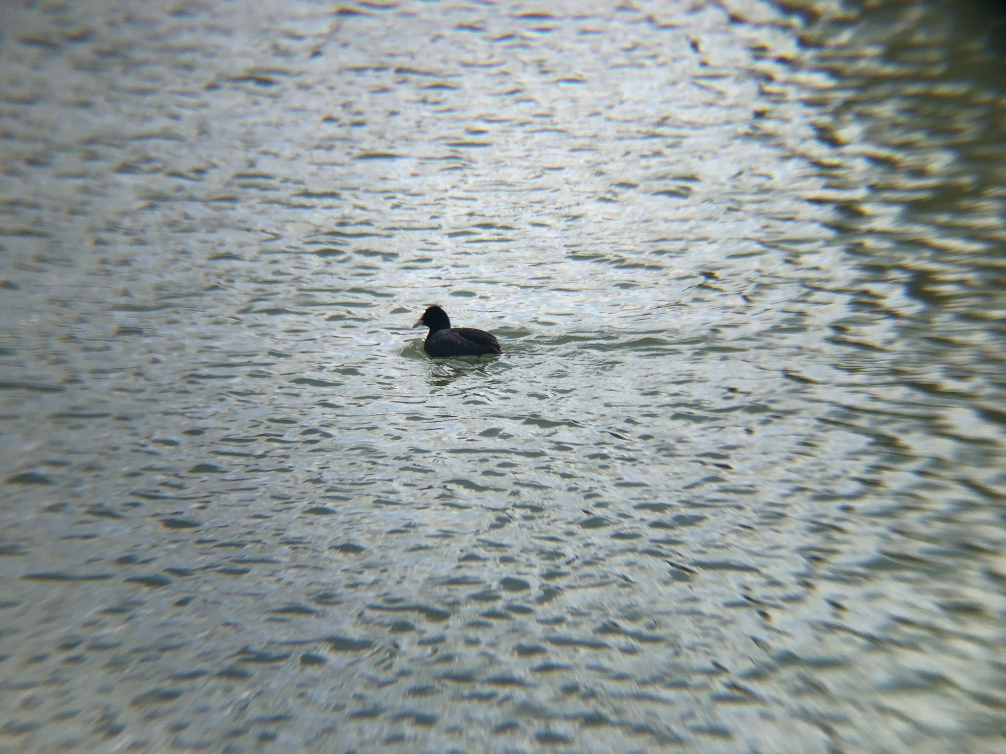 オオバン 高松市牟礼町 原 ため池 ３月