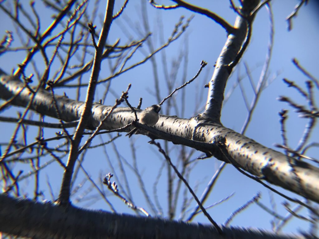 エナガ 高松市牟礼町