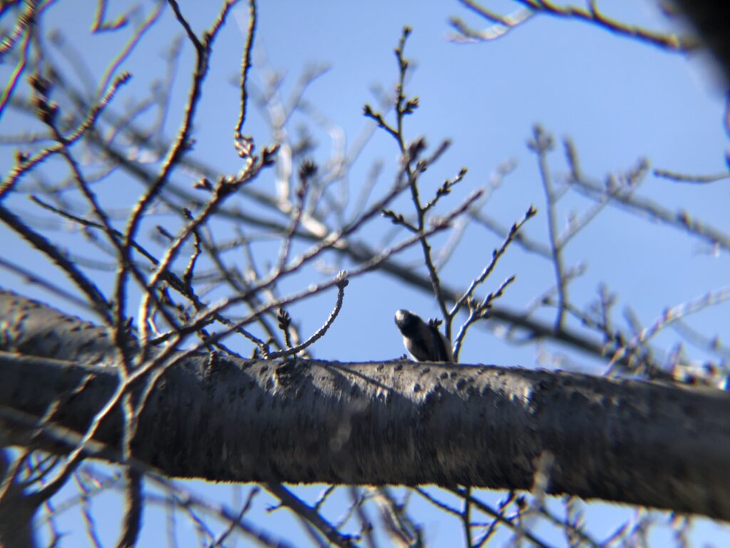 エナガ 高松市牟礼町