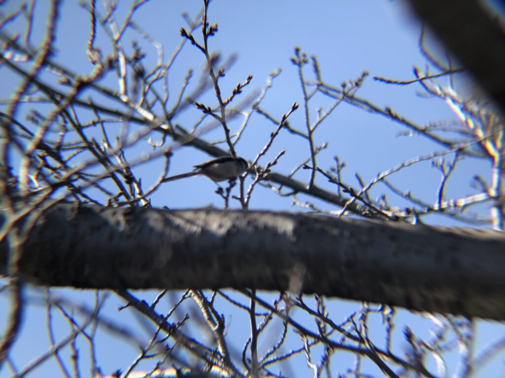エナガ 高松市牟礼町