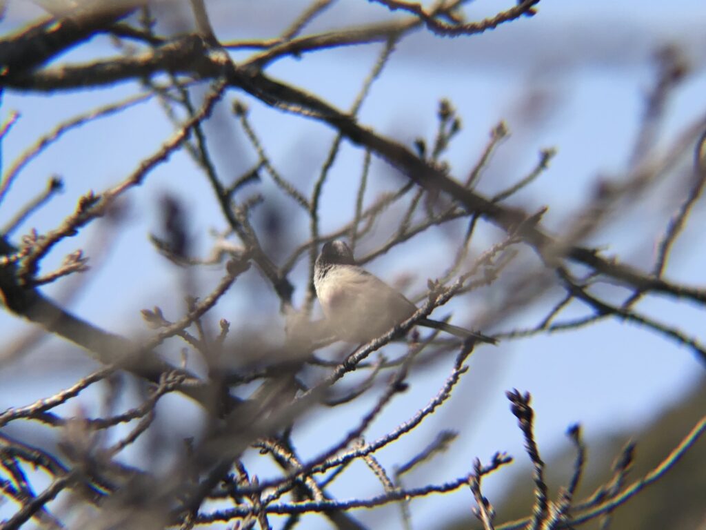 エナガ 高松市牟礼町