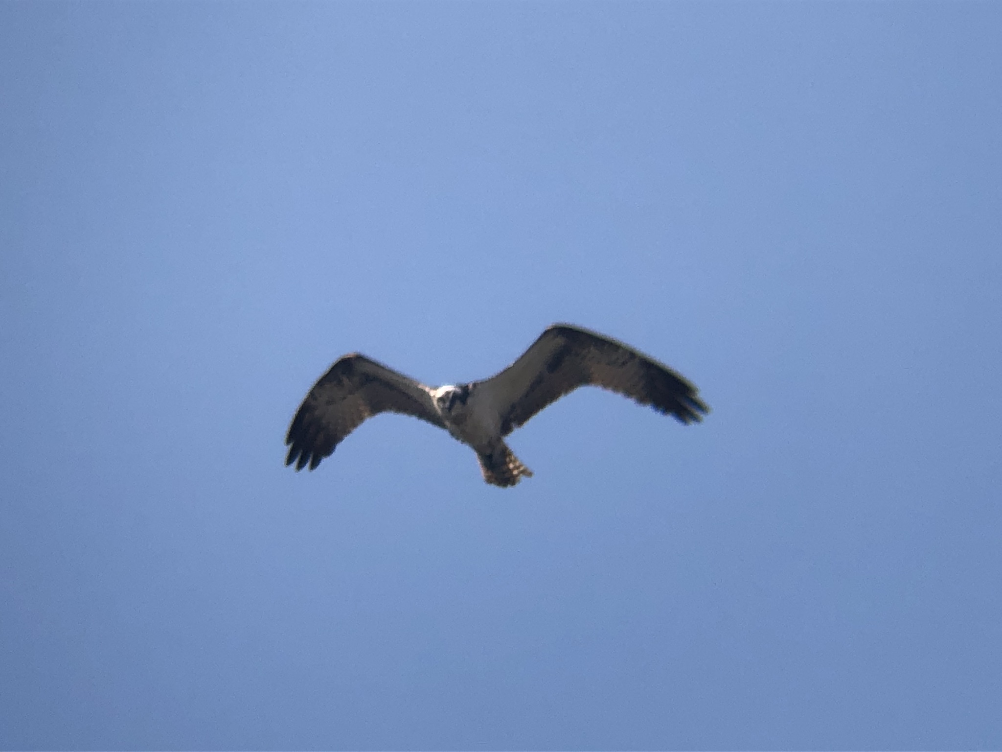 ミサゴ狩り 高松市牟礼町 八栗河口3月