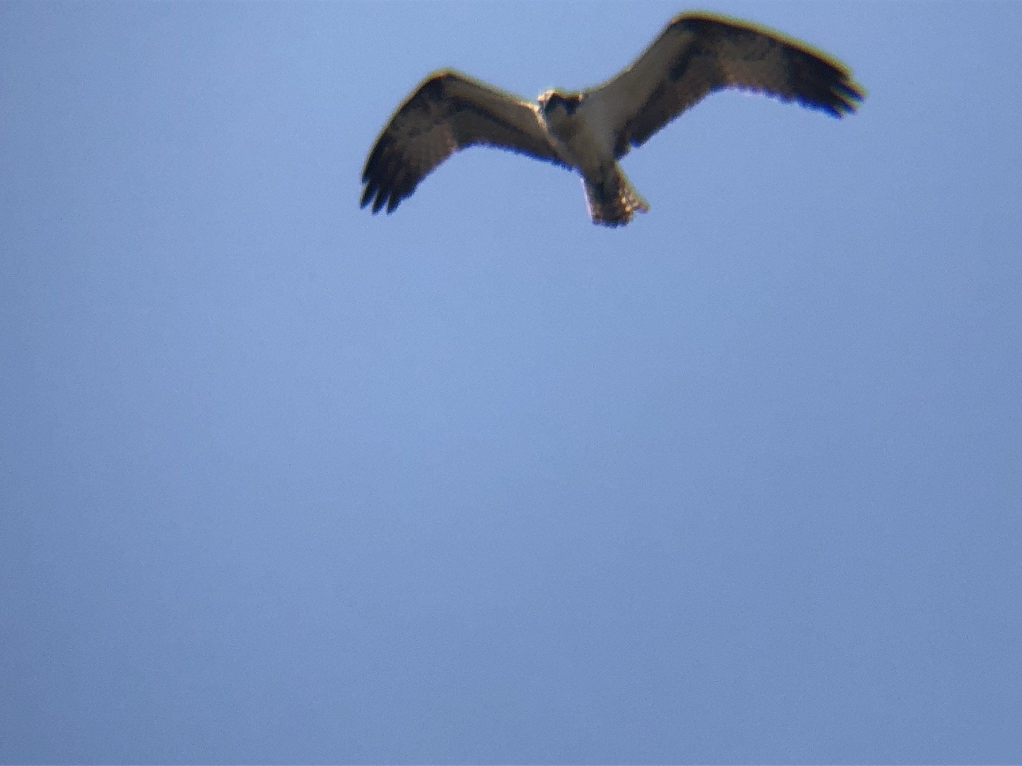 ミサゴ狩り 高松市牟礼町 八栗河口3月
