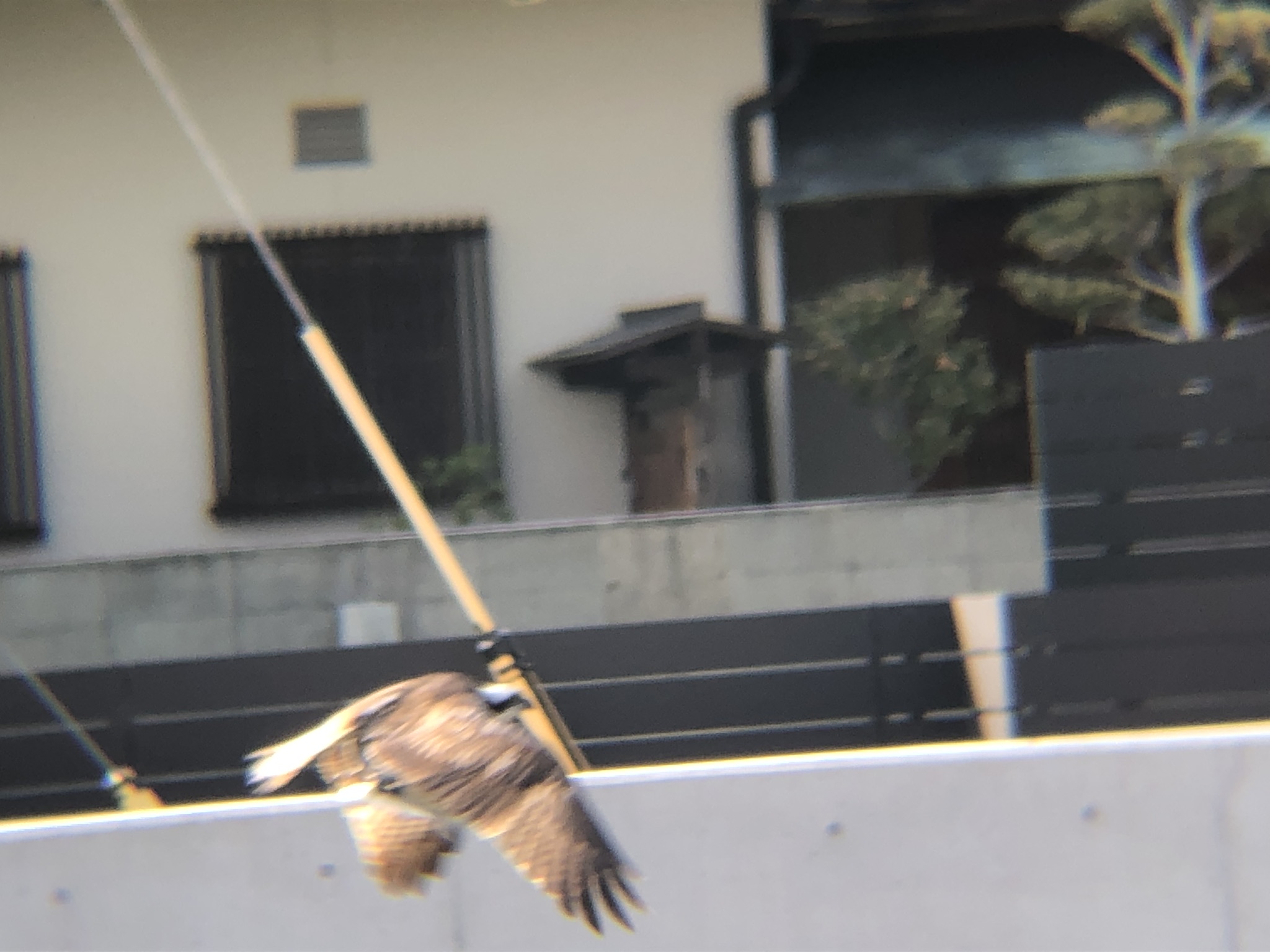 ミサゴ狩り 高松市牟礼町 八栗河口3月