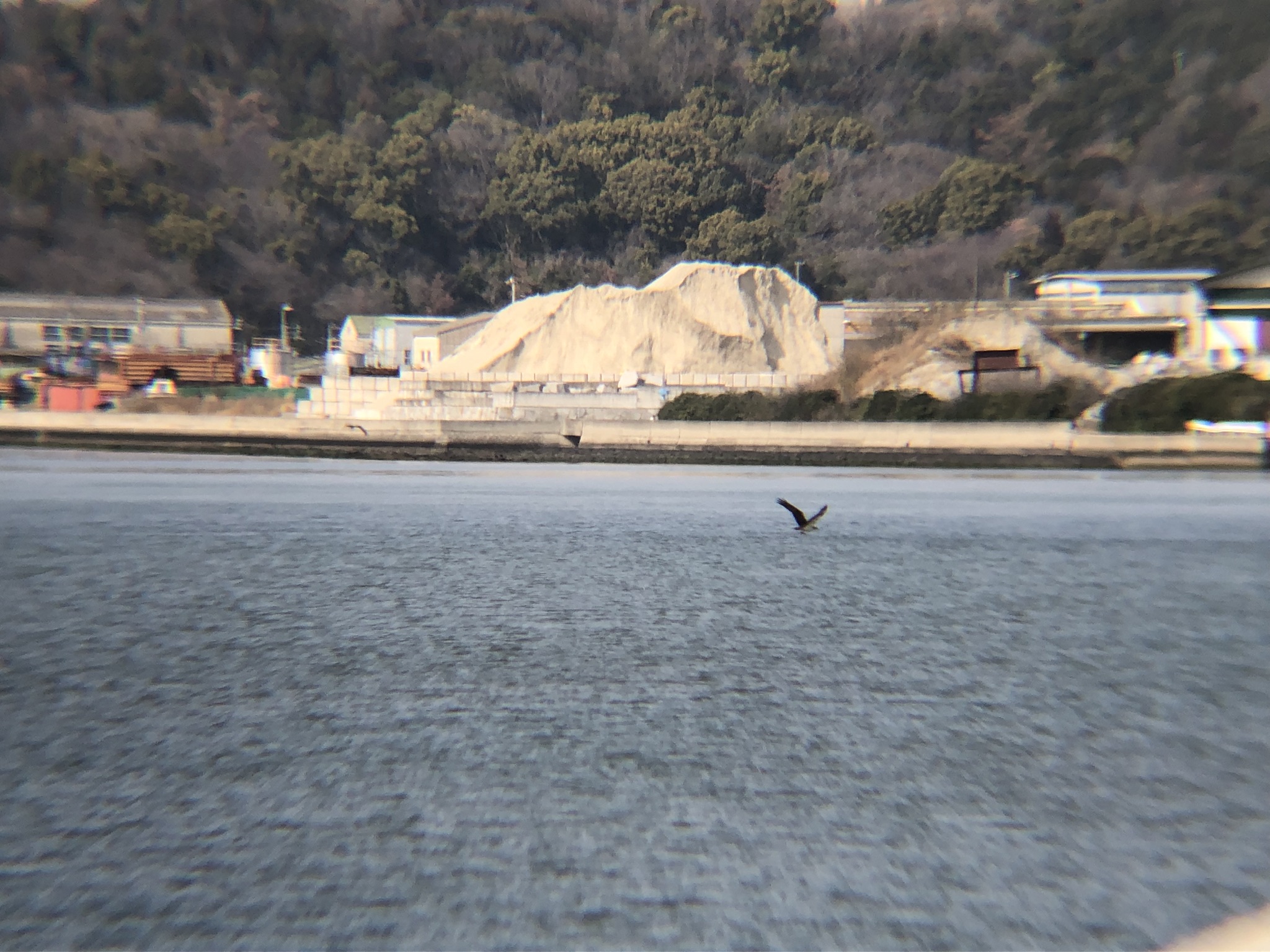 ミサゴ狩り 高松市牟礼町 八栗河口3月