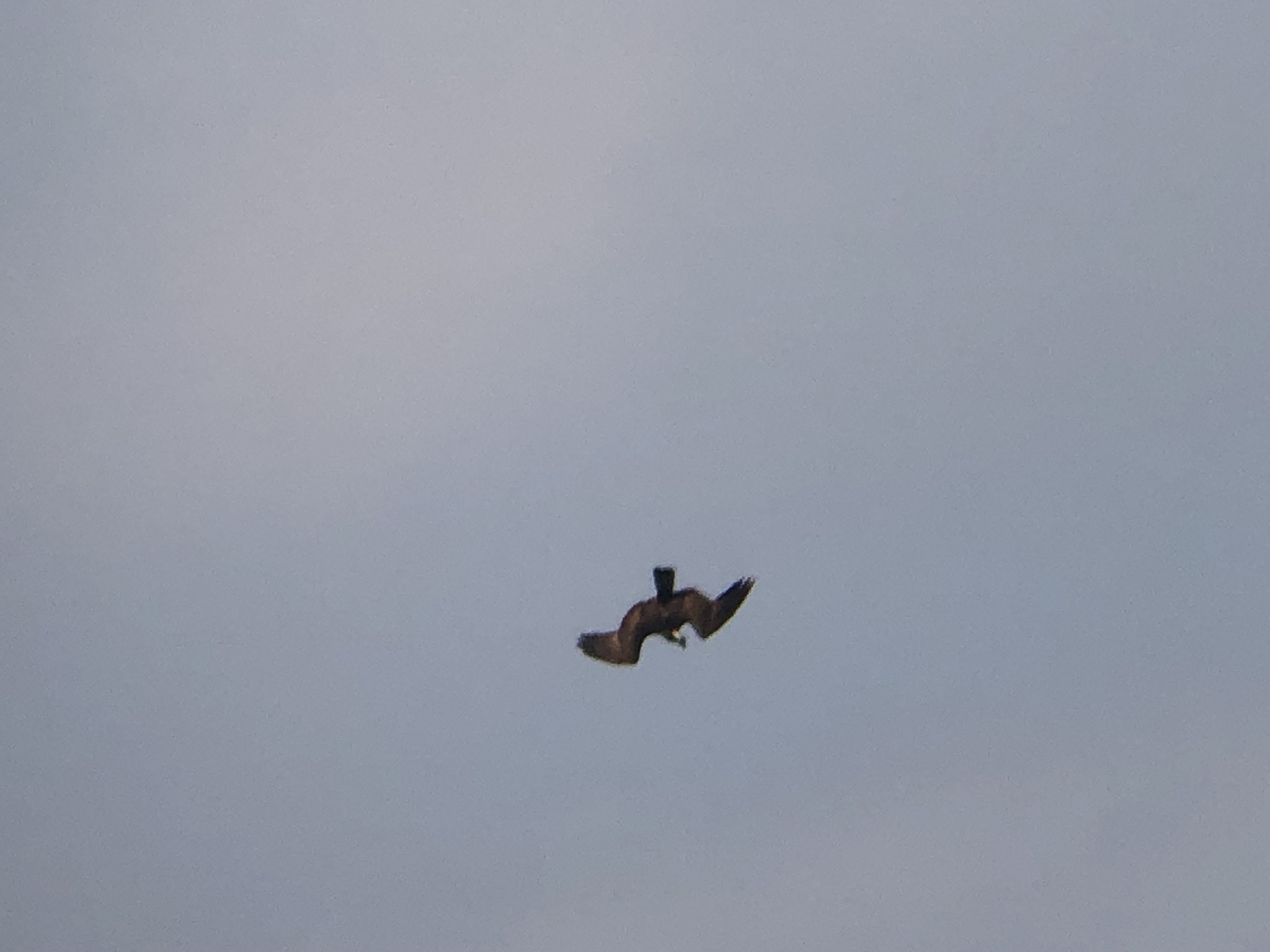 ミサゴ狩り 高松市牟礼町 八栗河口3月