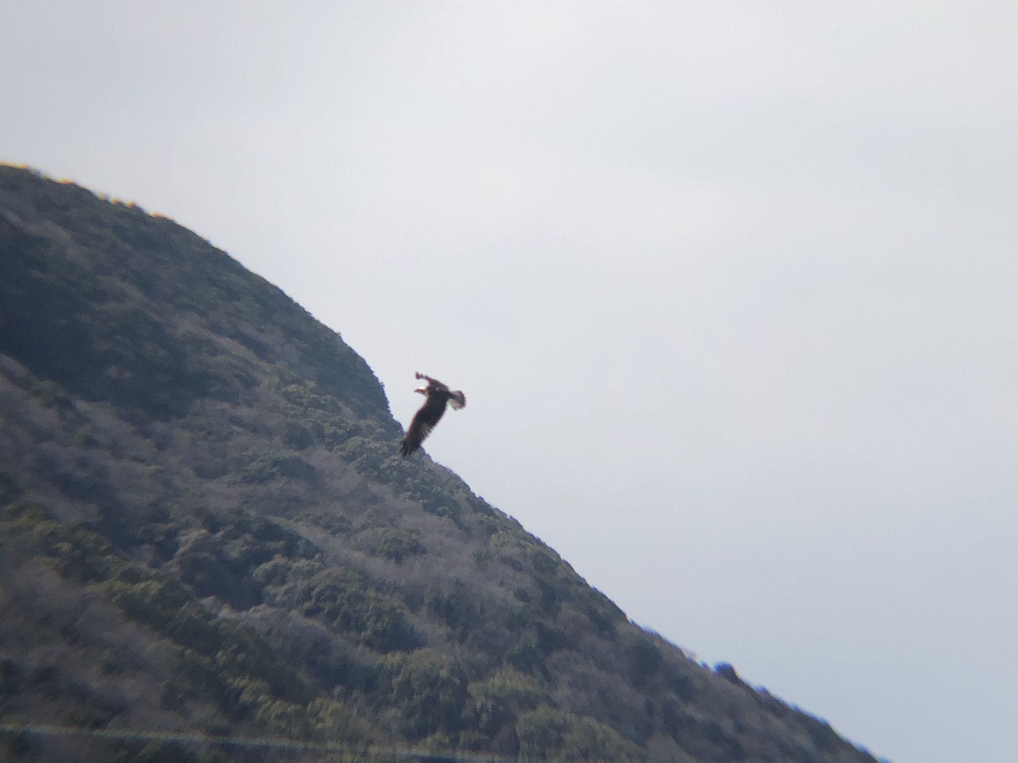 ミサゴ狩り 高松市牟礼町 八栗河口3月