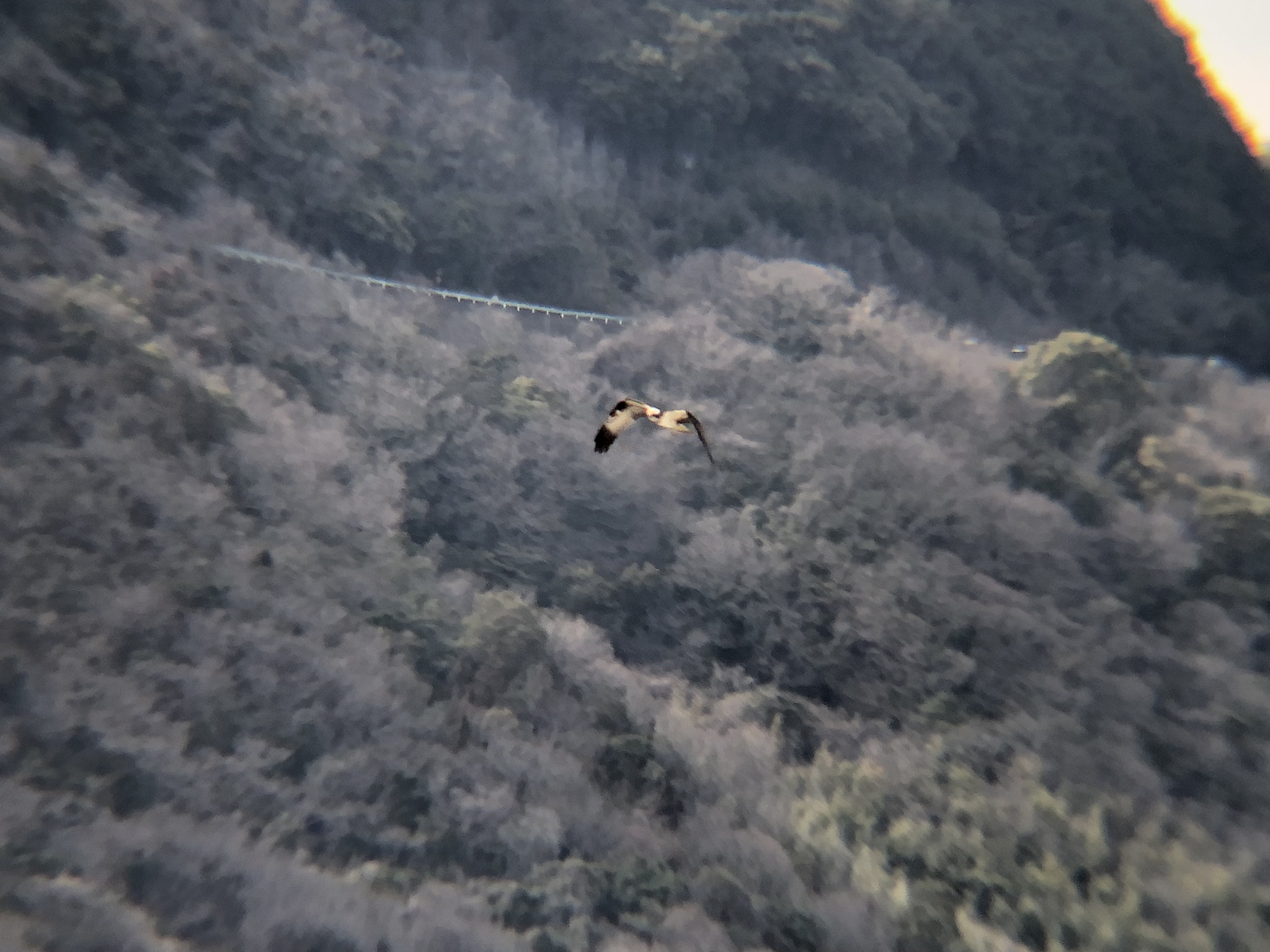 ミサゴ狩り 高松市牟礼町 八栗河口3月