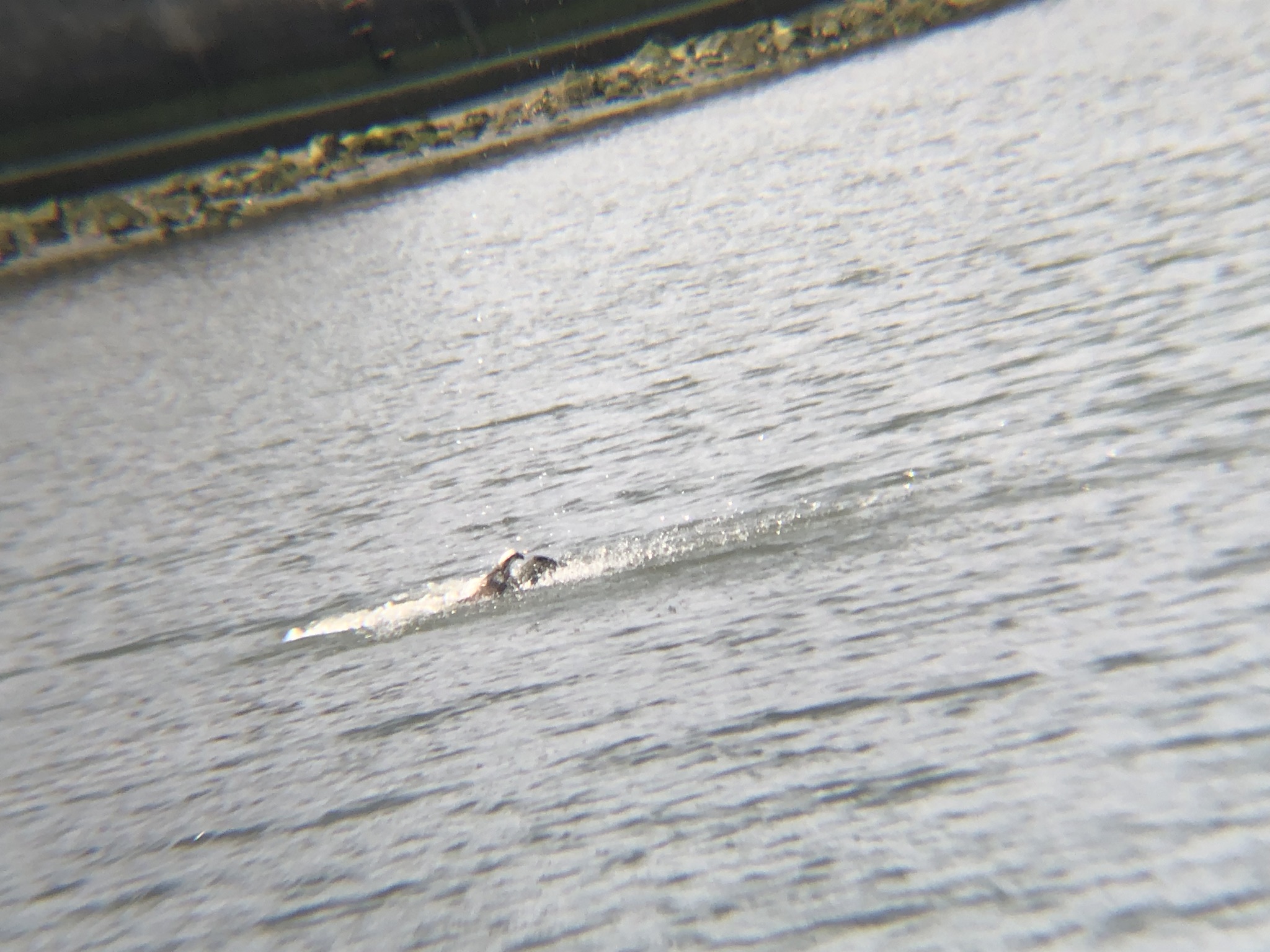 ミサゴ狩り 高松市牟礼町 八栗河口3月