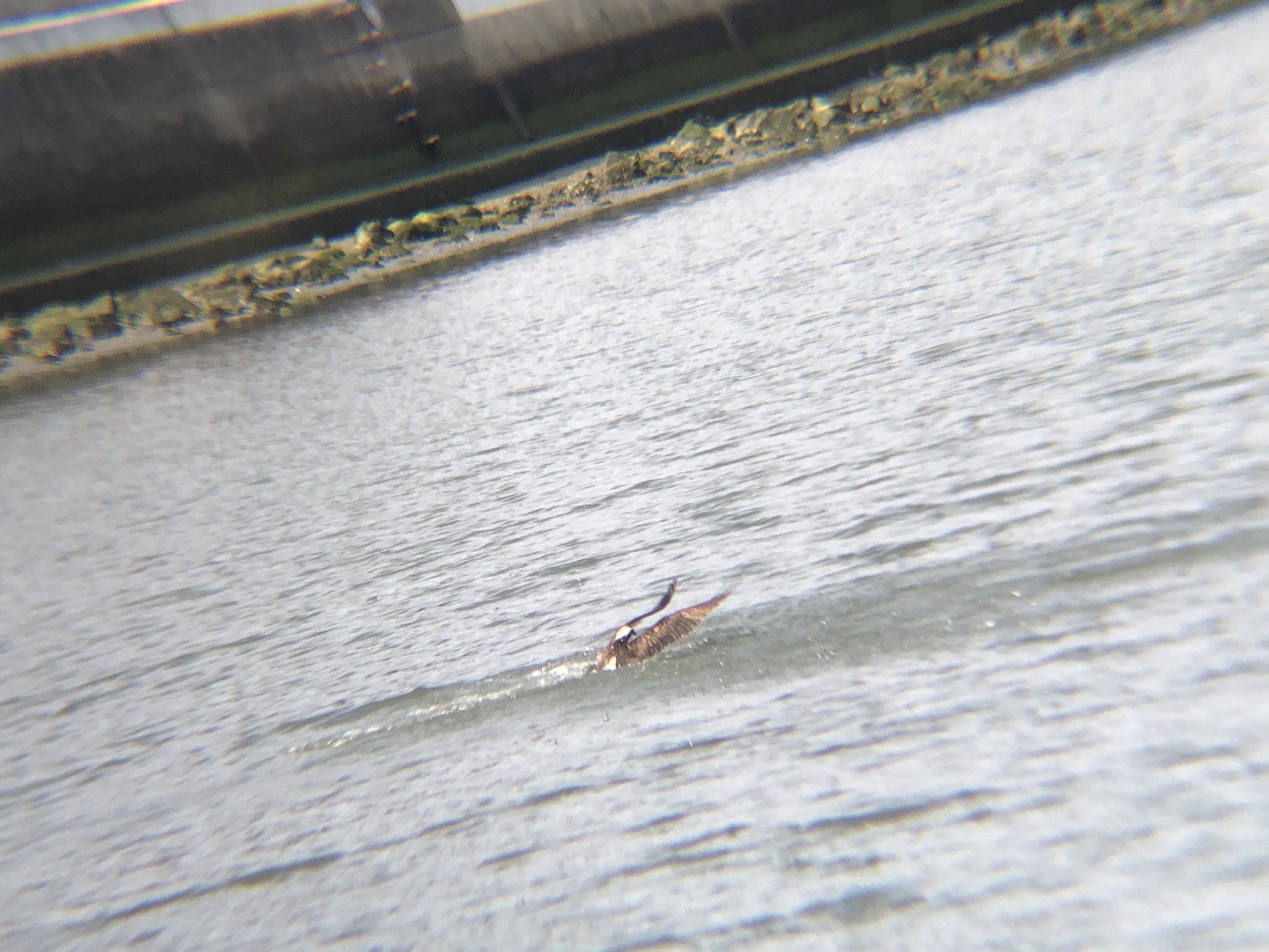 ミサゴ狩り 高松市牟礼町 八栗河口3月