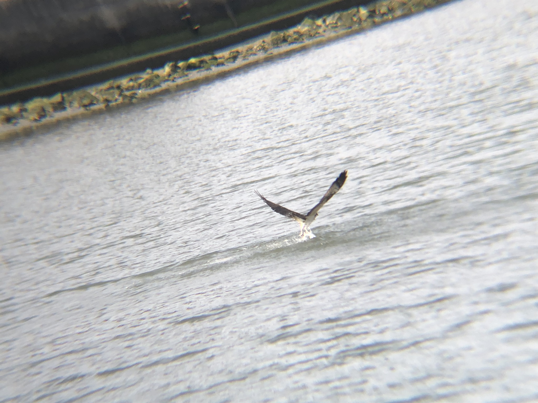 ミサゴ狩り 高松市牟礼町 八栗河口3月