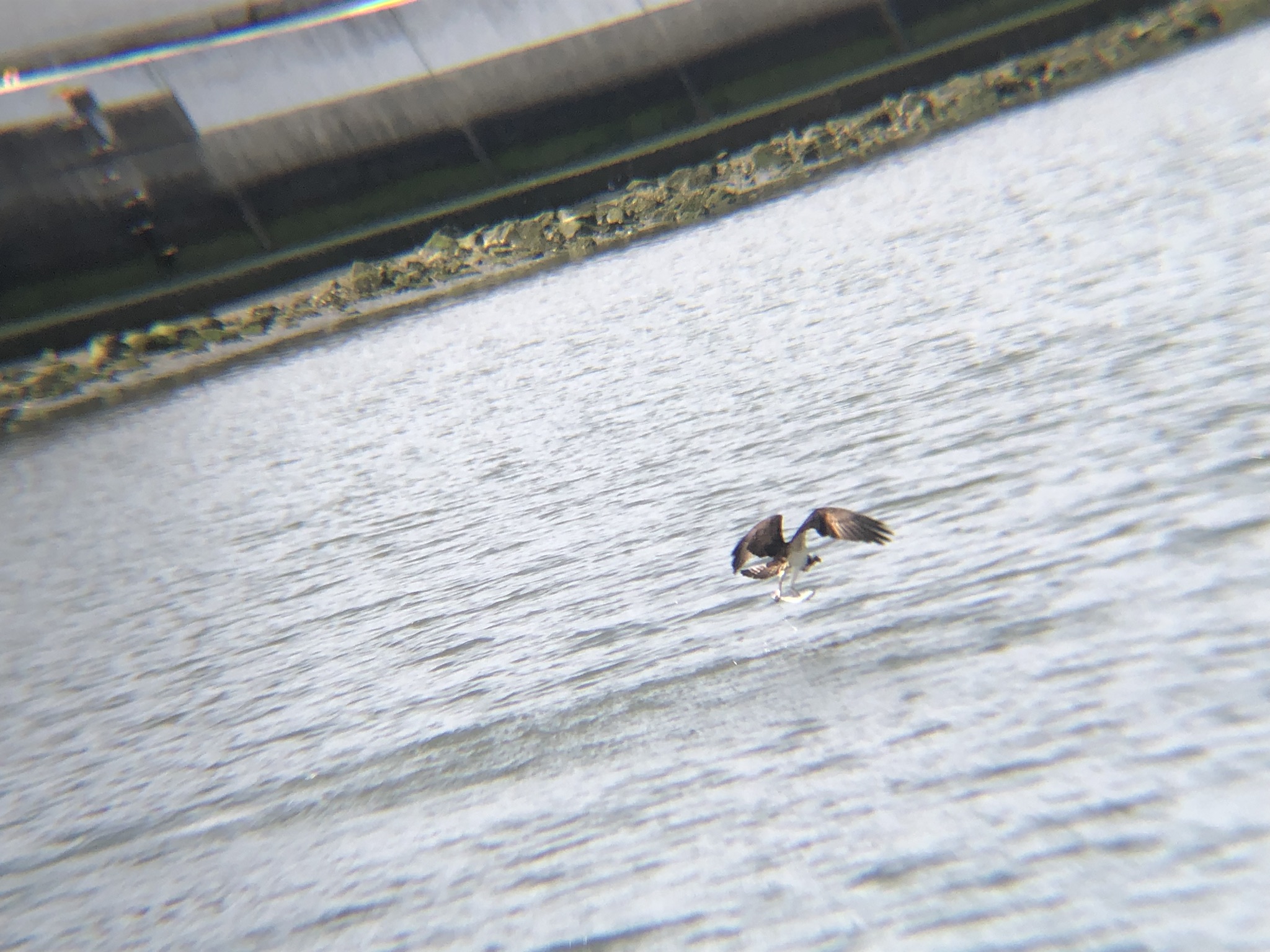 ミサゴ狩り 高松市牟礼町 八栗河口3月