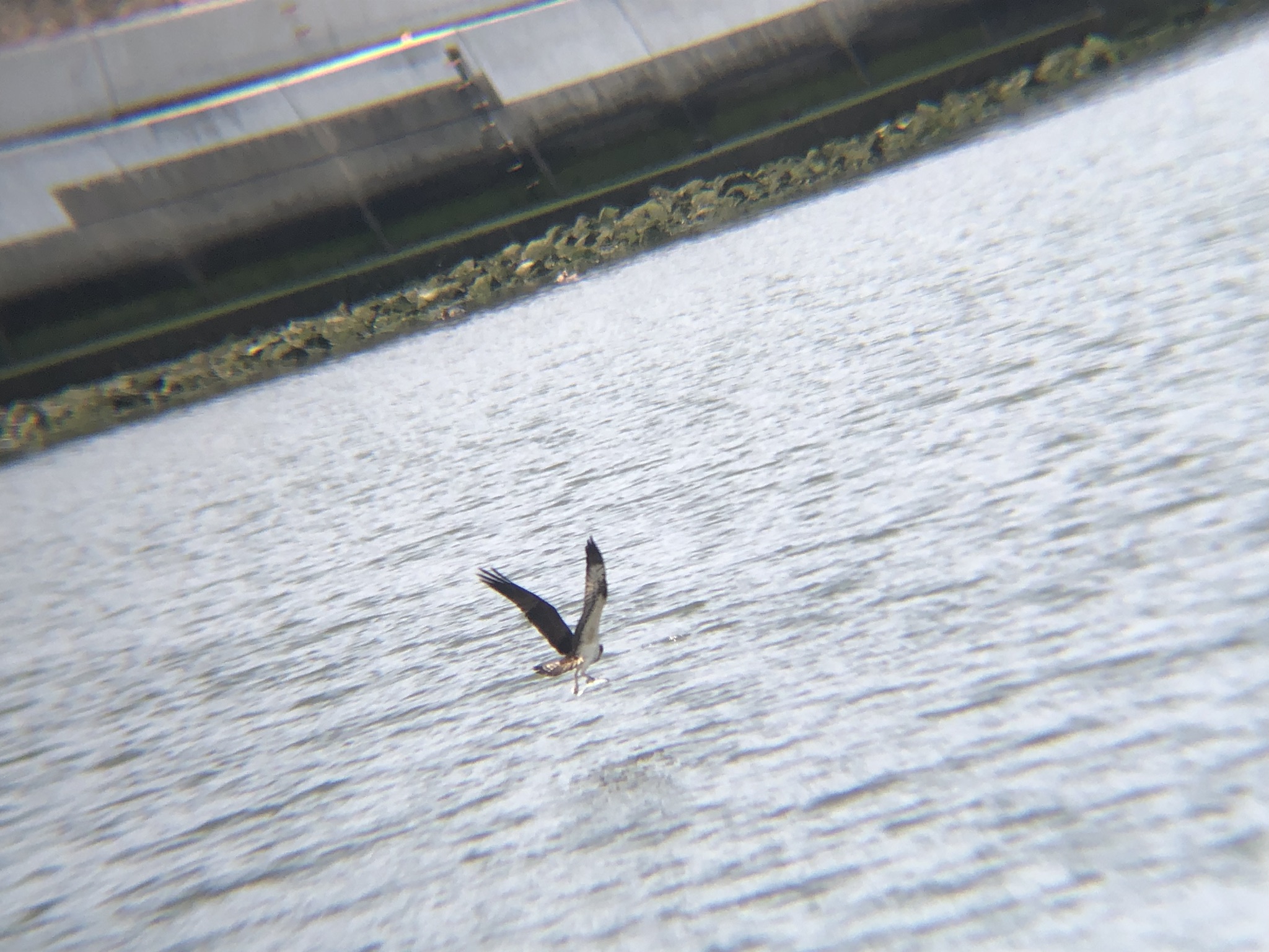 ミサゴ狩り 高松市牟礼町 八栗河口3月