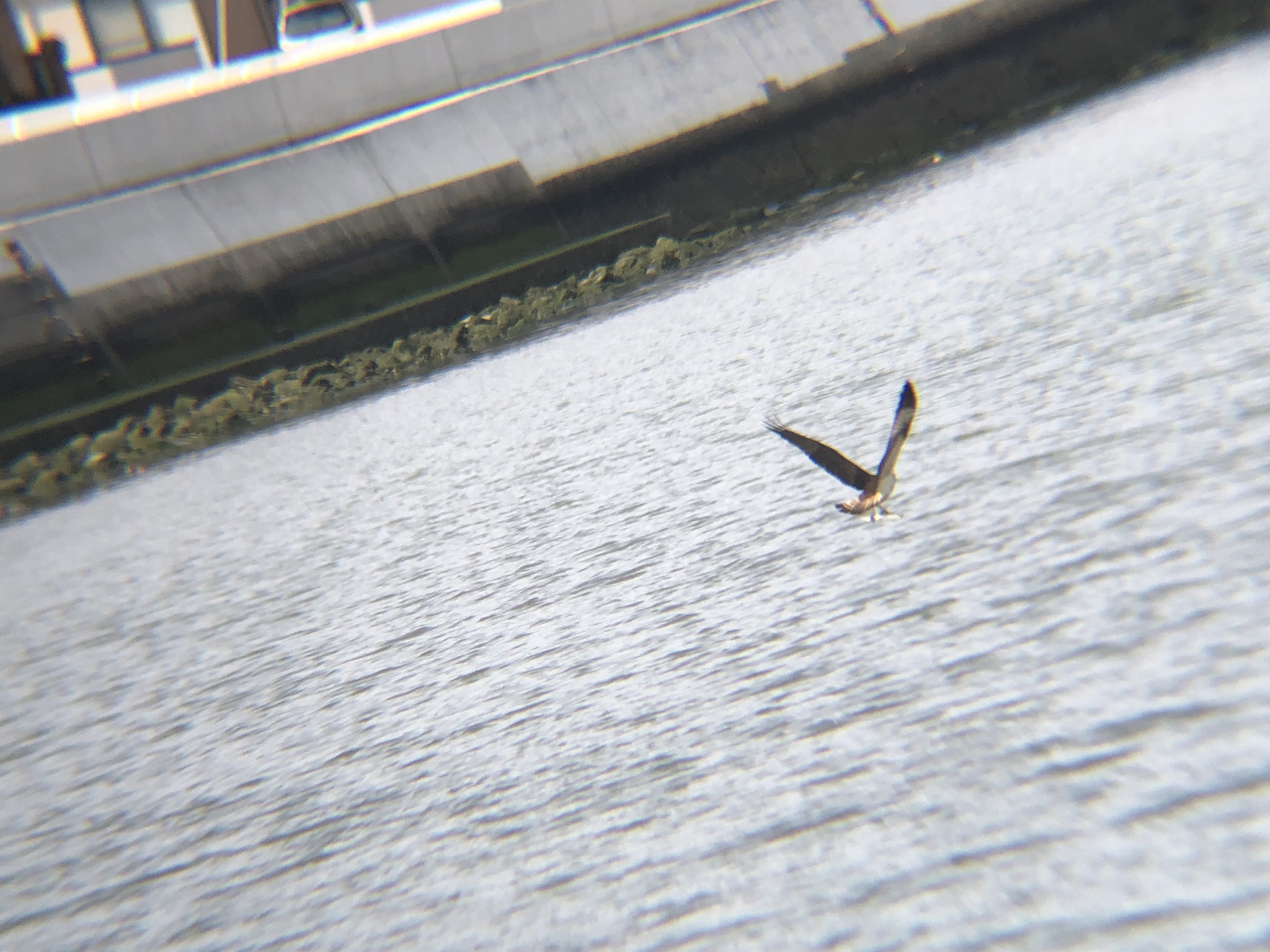 ミサゴ狩り 高松市牟礼町 八栗河口3月