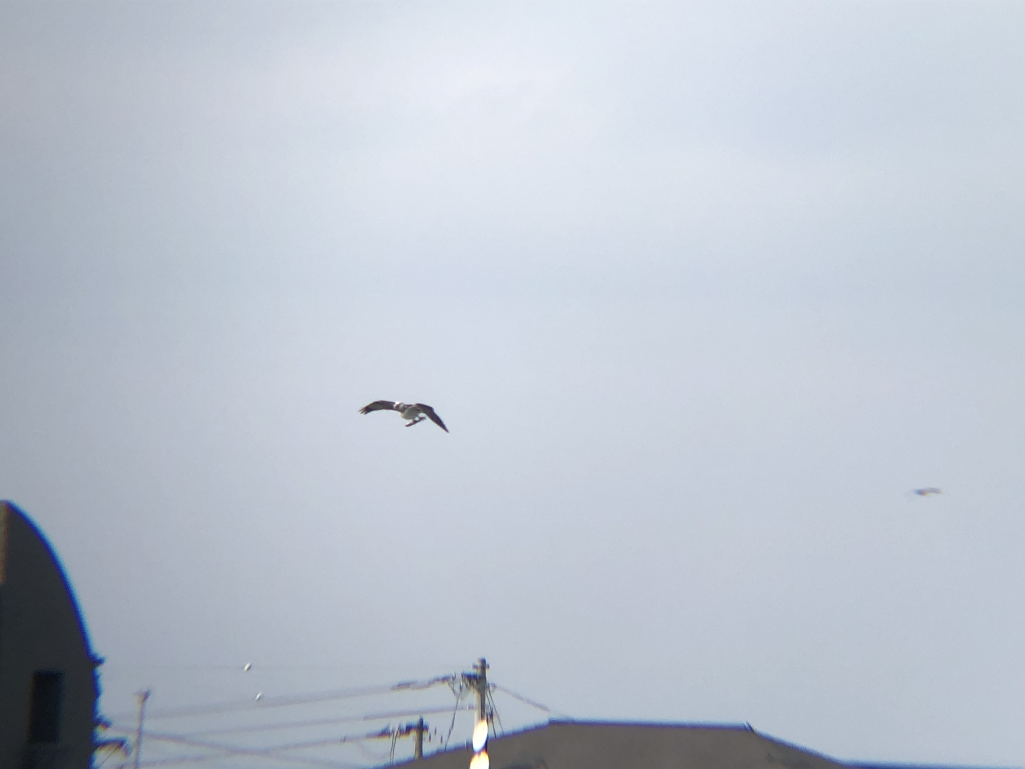 ミサゴ狩り 高松市牟礼町 八栗河口3月