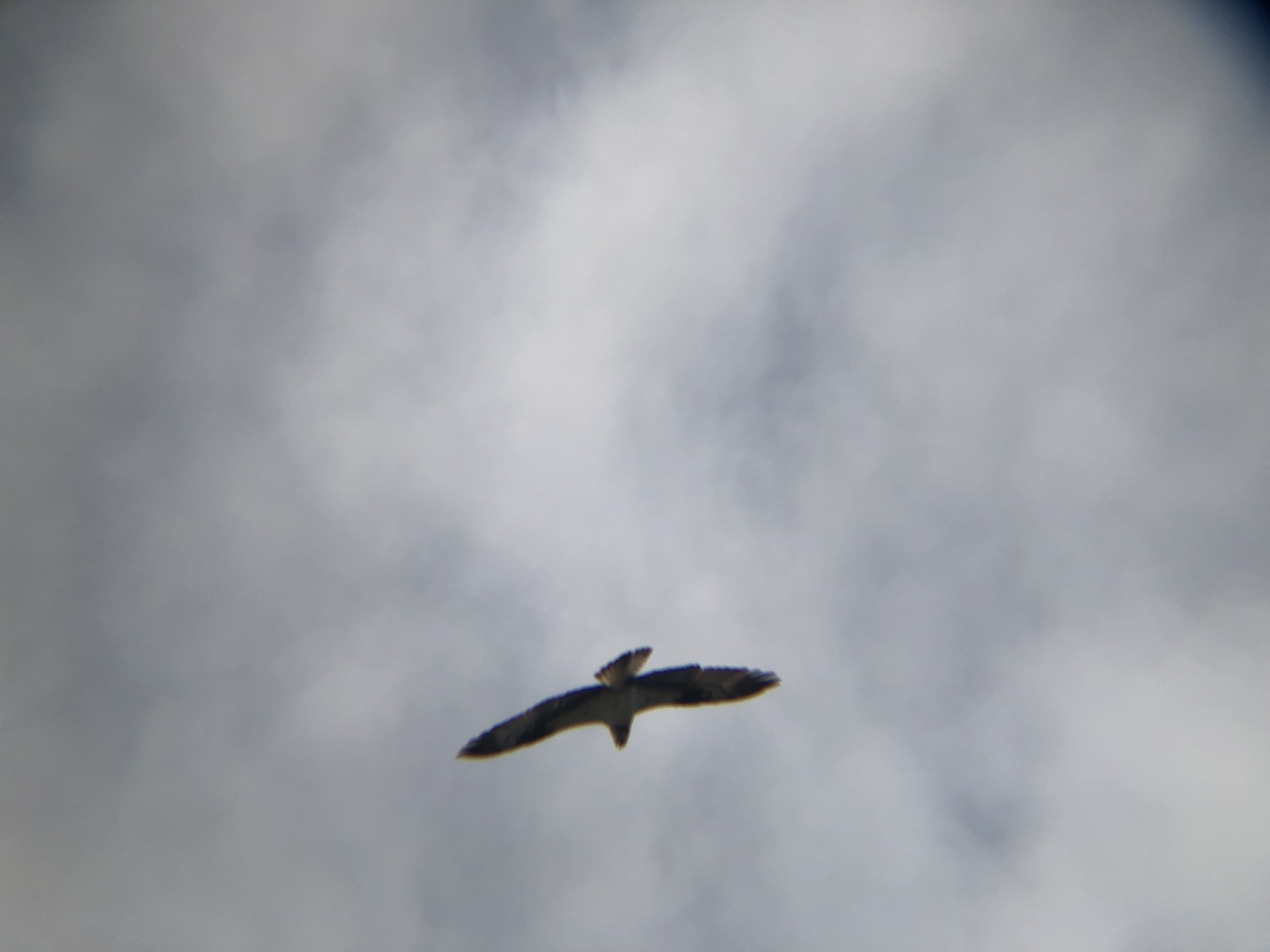 ミサゴ 高松市牟礼町 八栗河口3月