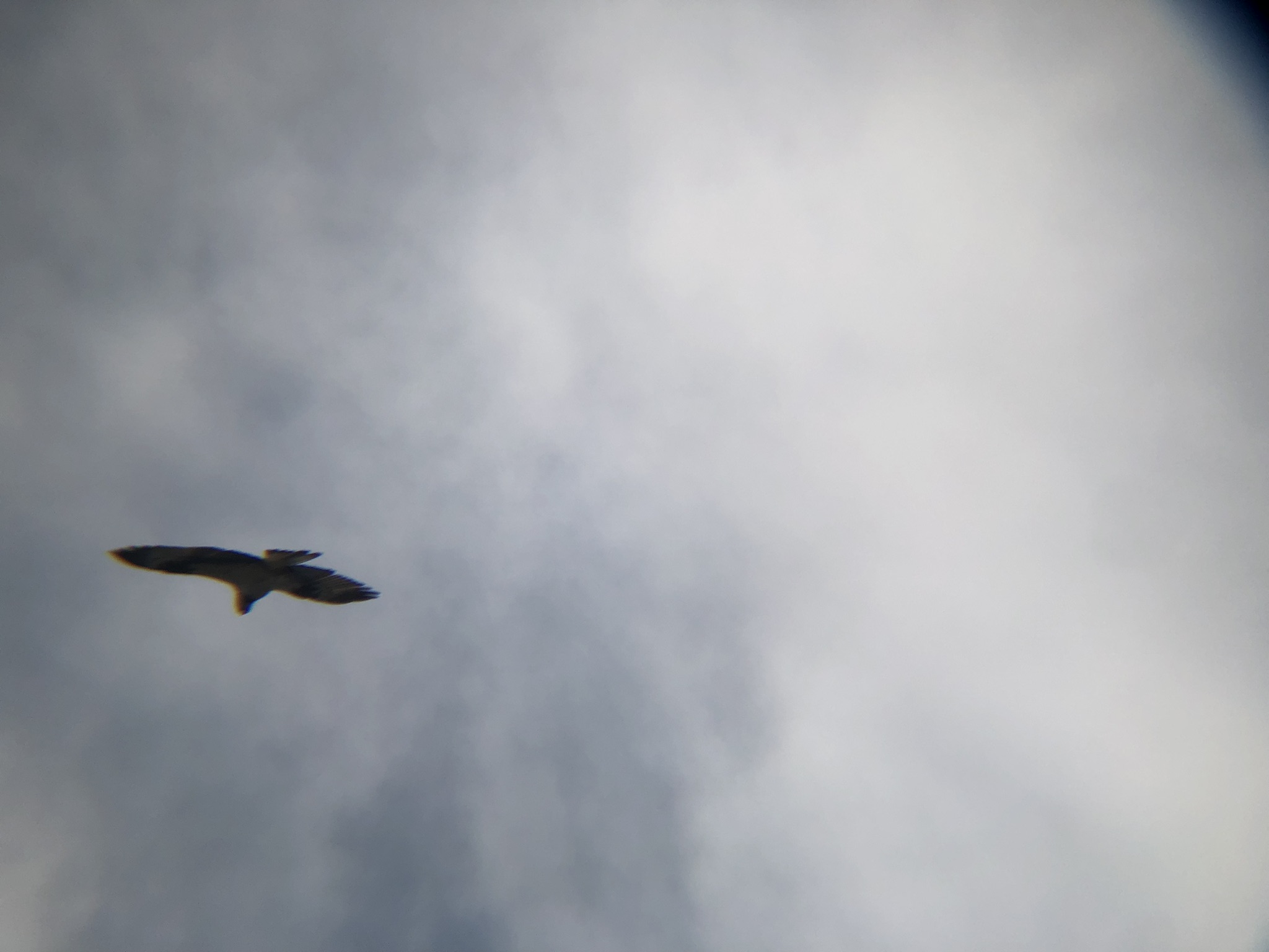 ミサゴ 高松市牟礼町 八栗河口3月