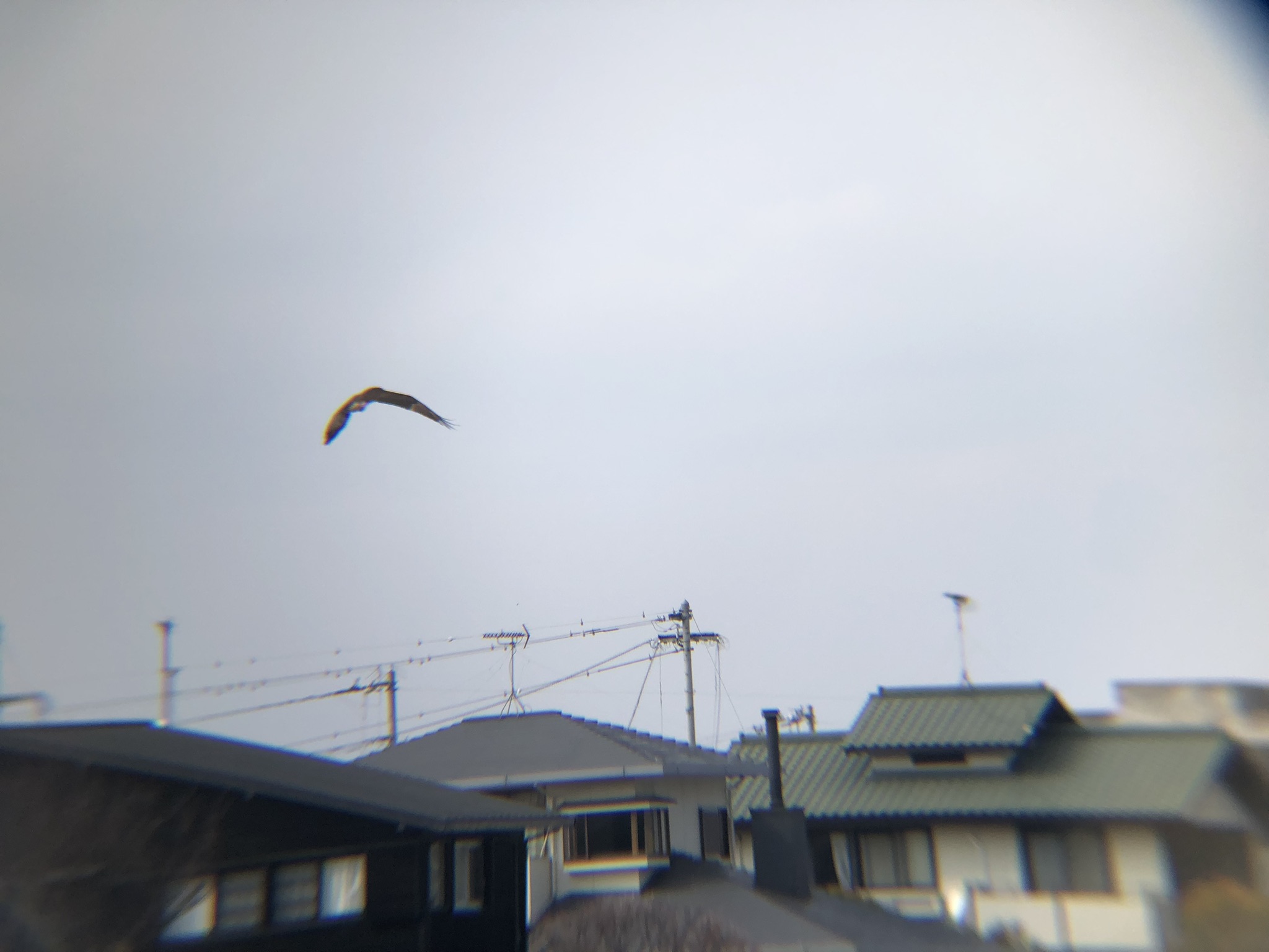 ミサゴ 高松市牟礼町 八栗河口3月