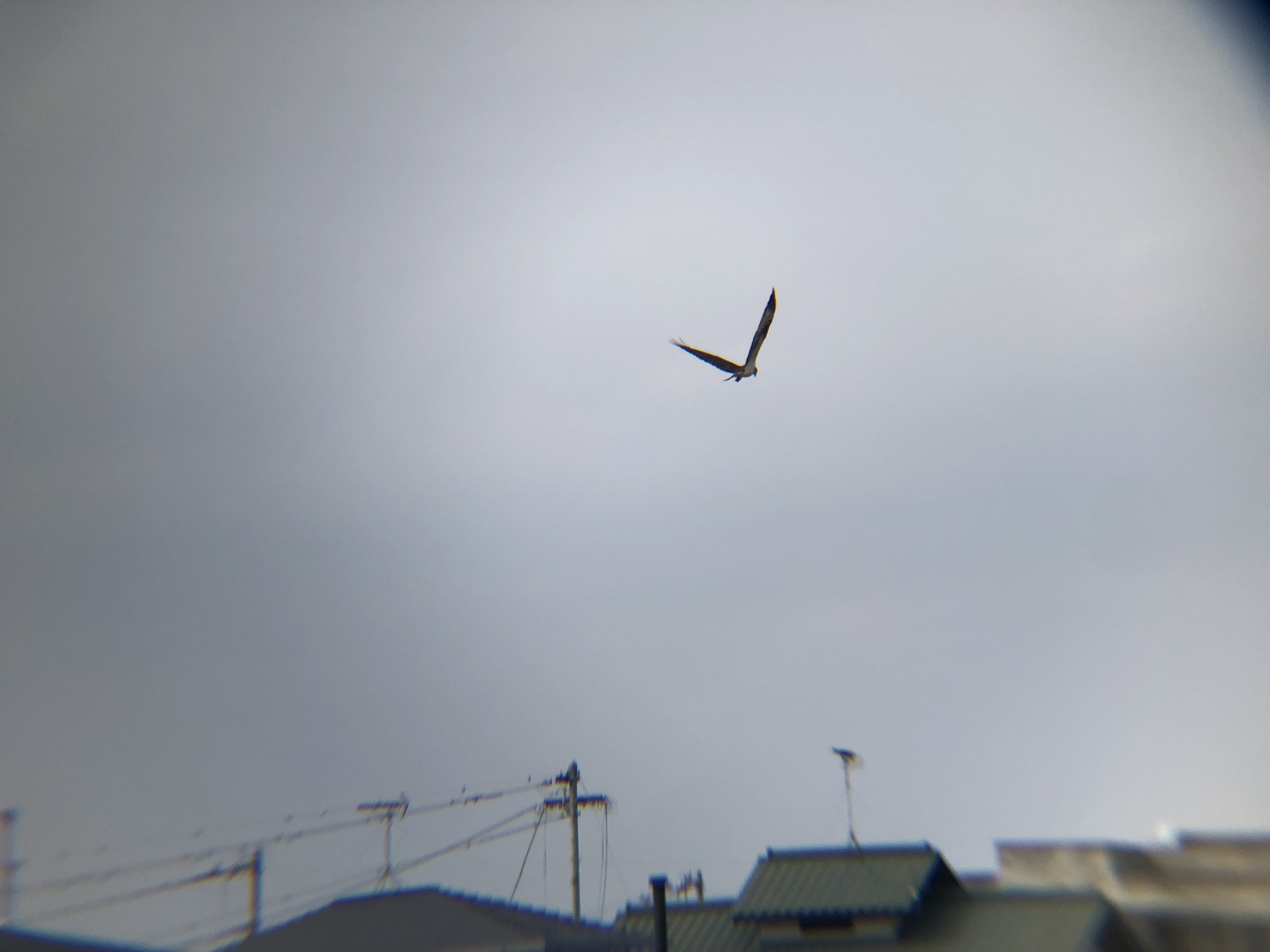 ミサゴ 高松市牟礼町 八栗河口3月