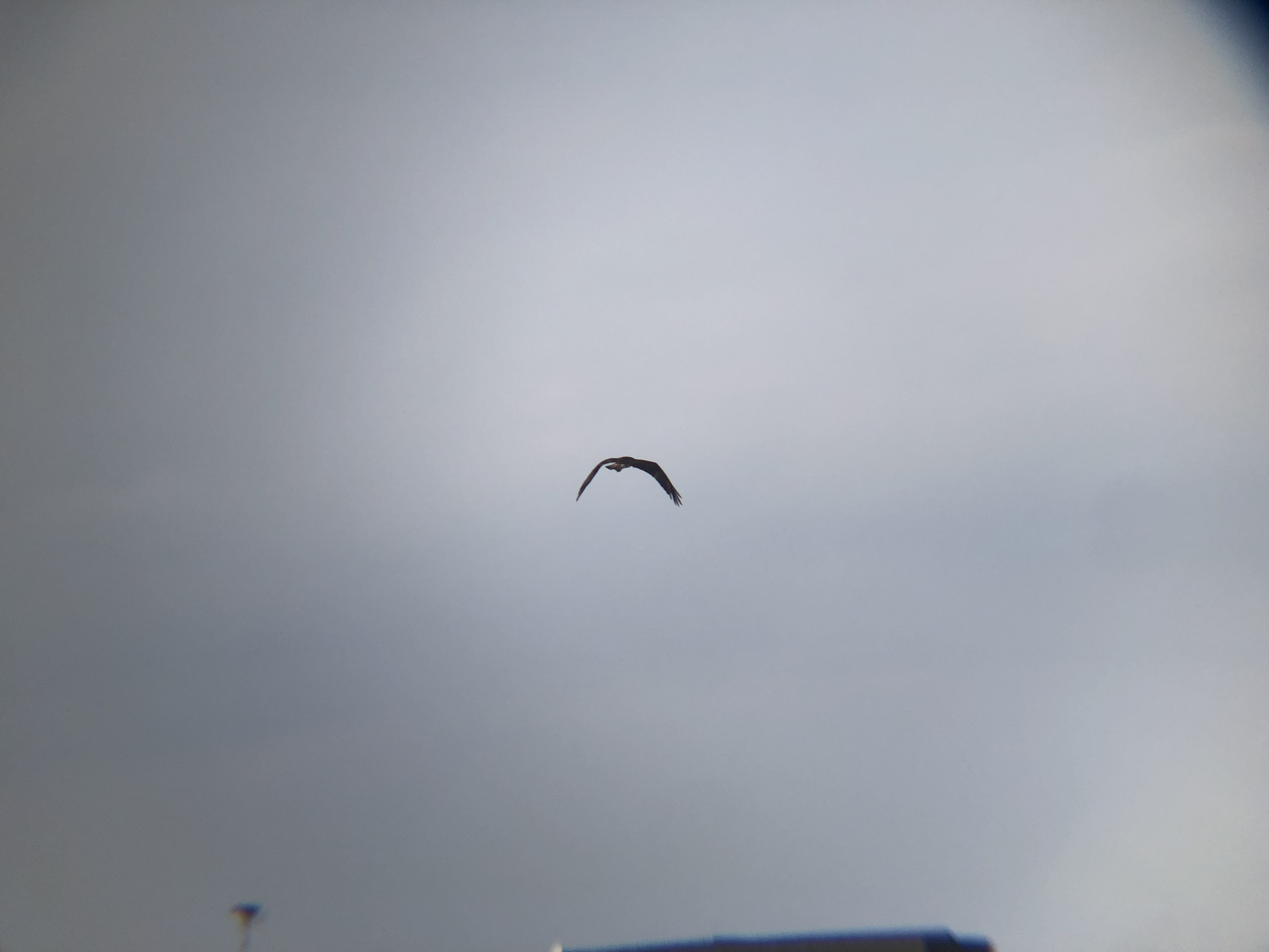 ミサゴ 高松市牟礼町 八栗河口3月