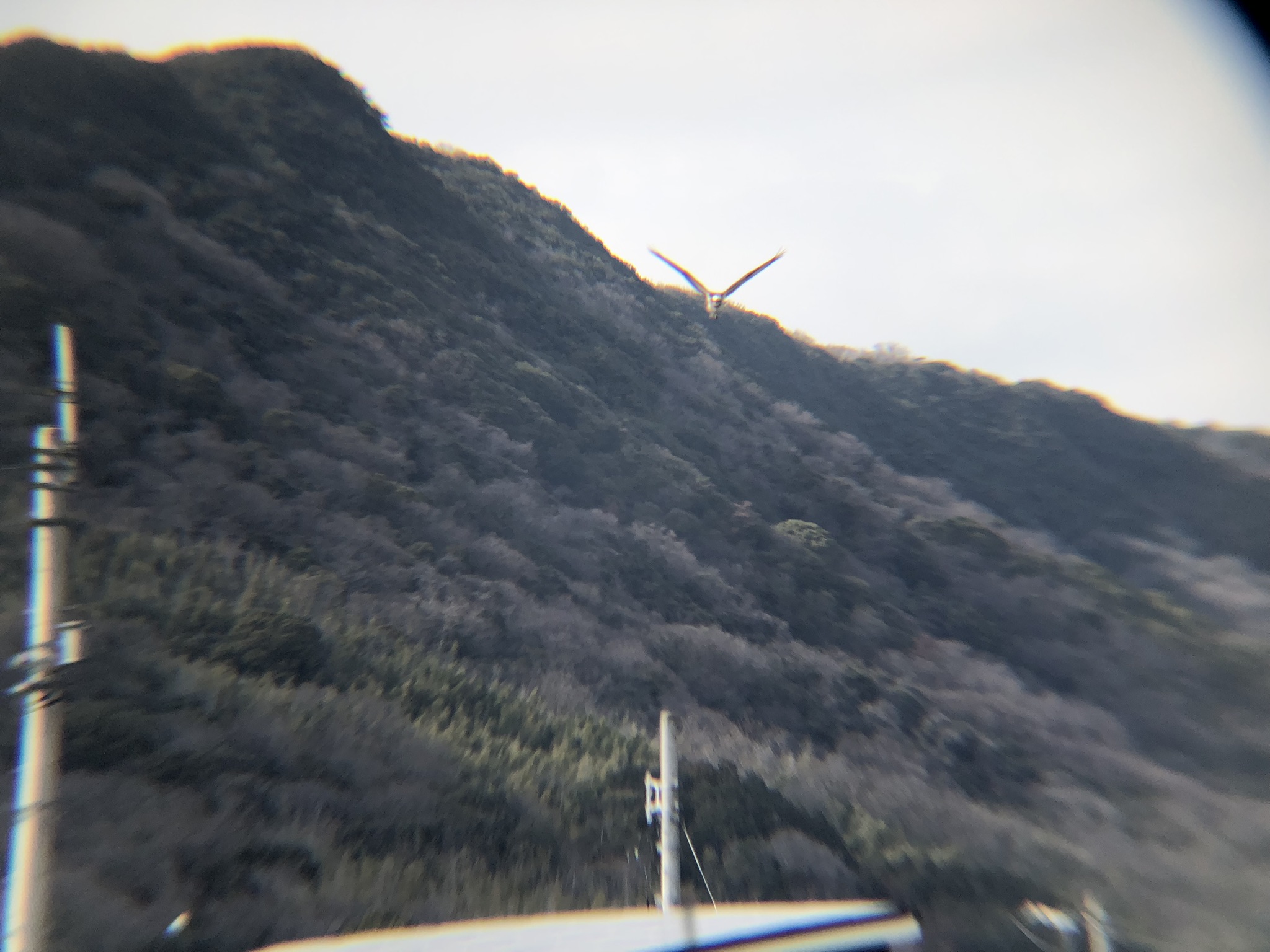 ミサゴ 高松市牟礼町 八栗河口3月