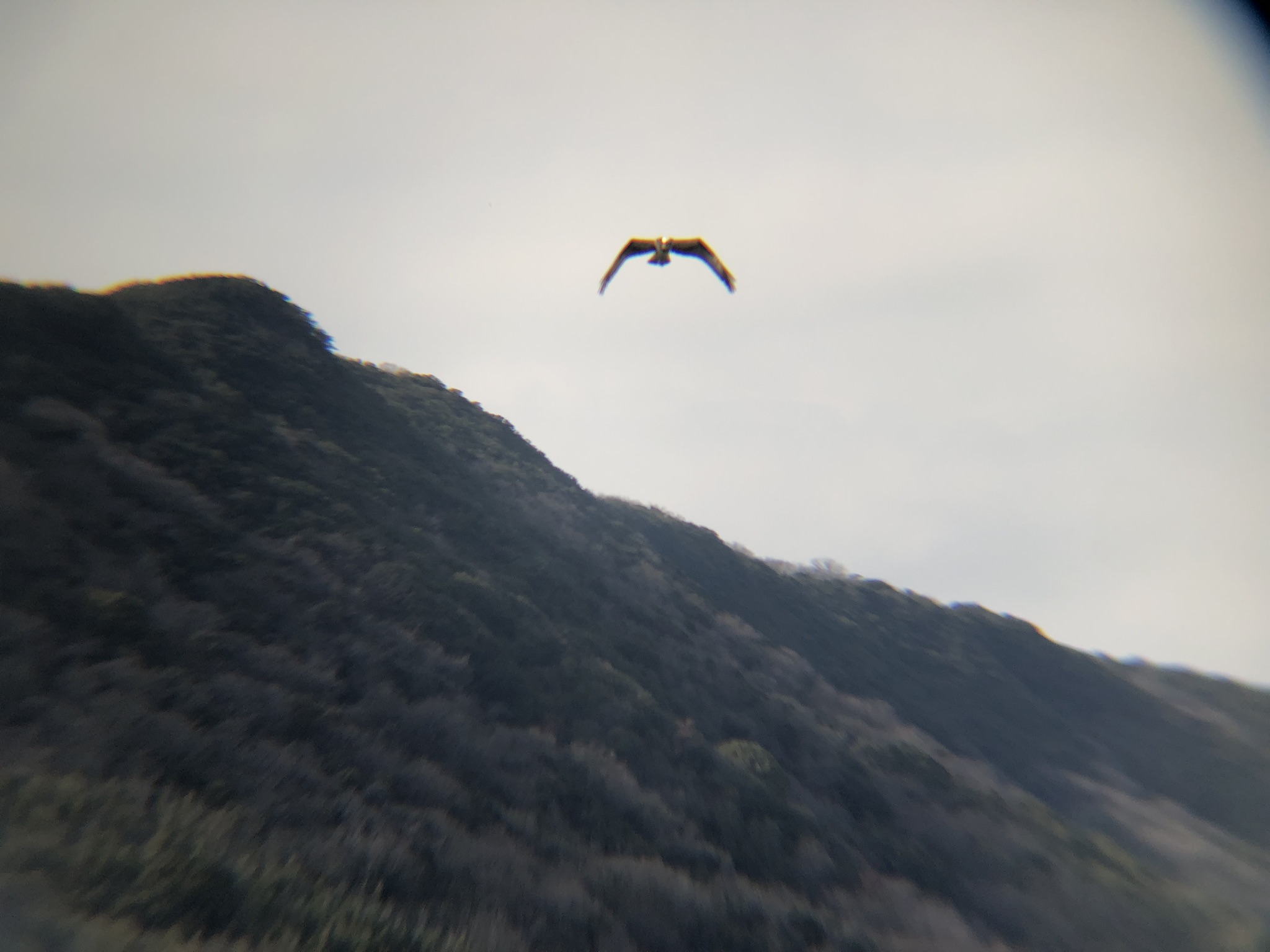 ミサゴ 高松市牟礼町 八栗河口3月