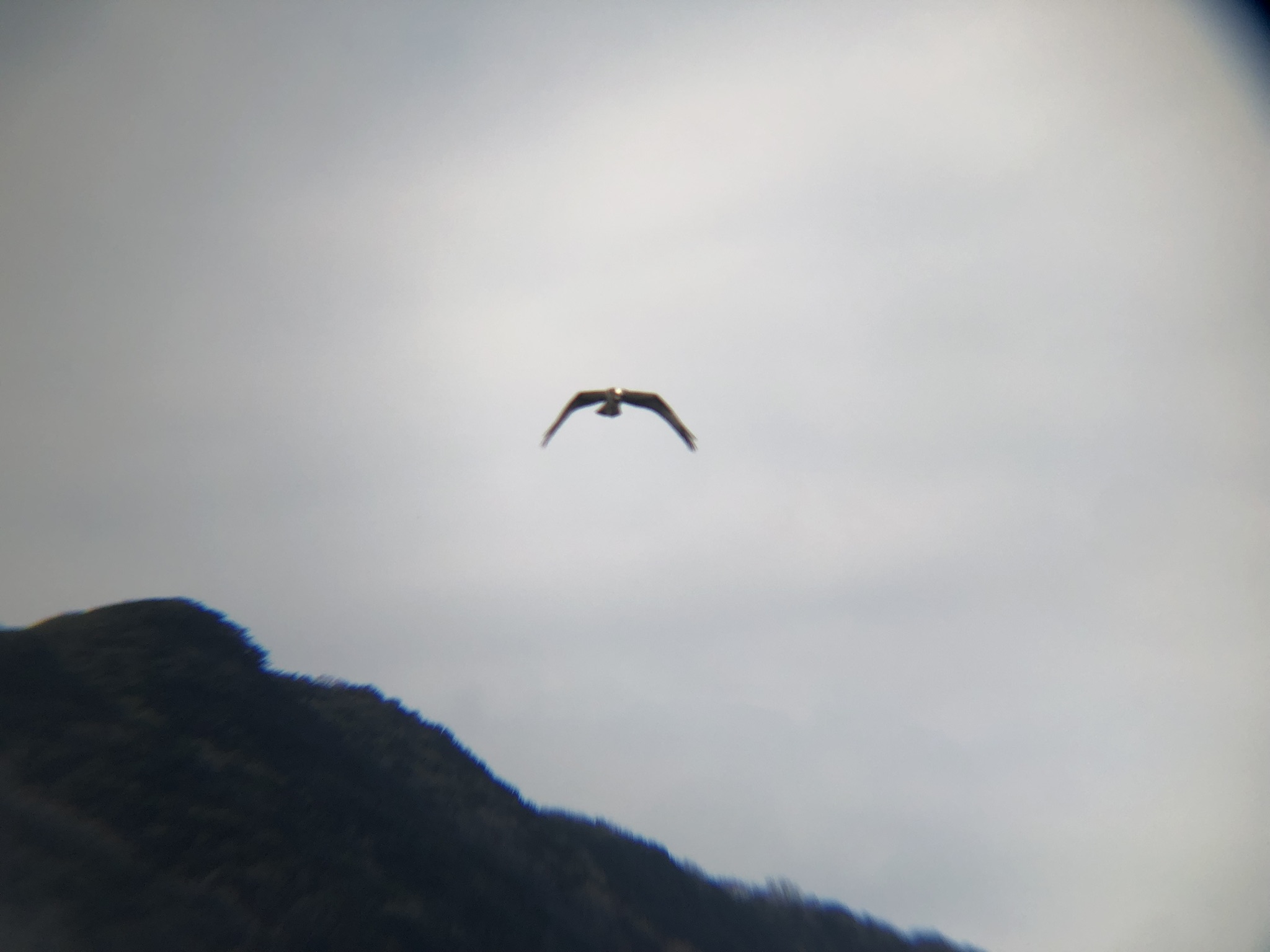 ミサゴ 高松市牟礼町 八栗河口3月