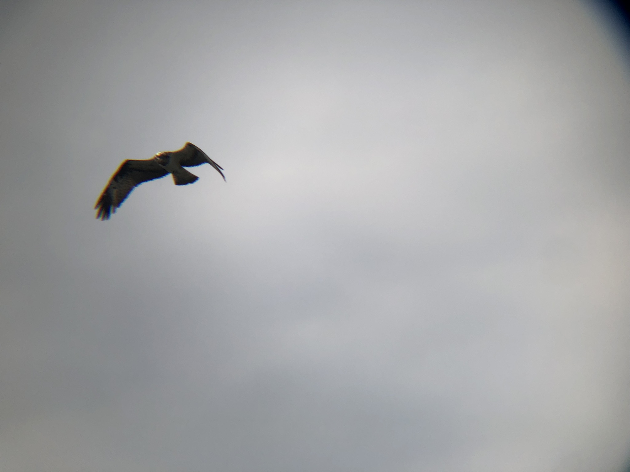 ミサゴ 高松市牟礼町 八栗河口3月